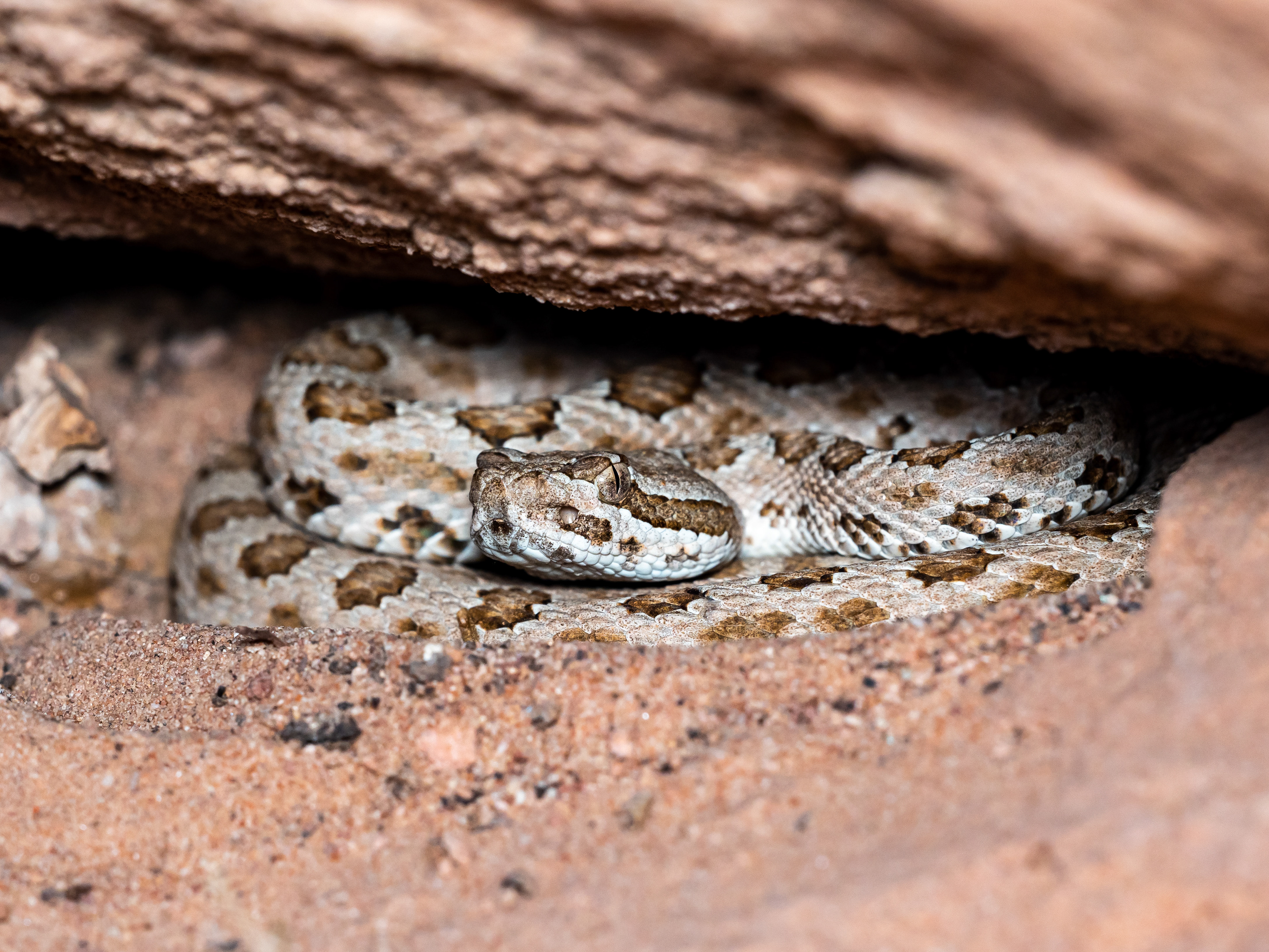 Faded Rattlesnake. Canyonlands National Park, UT.