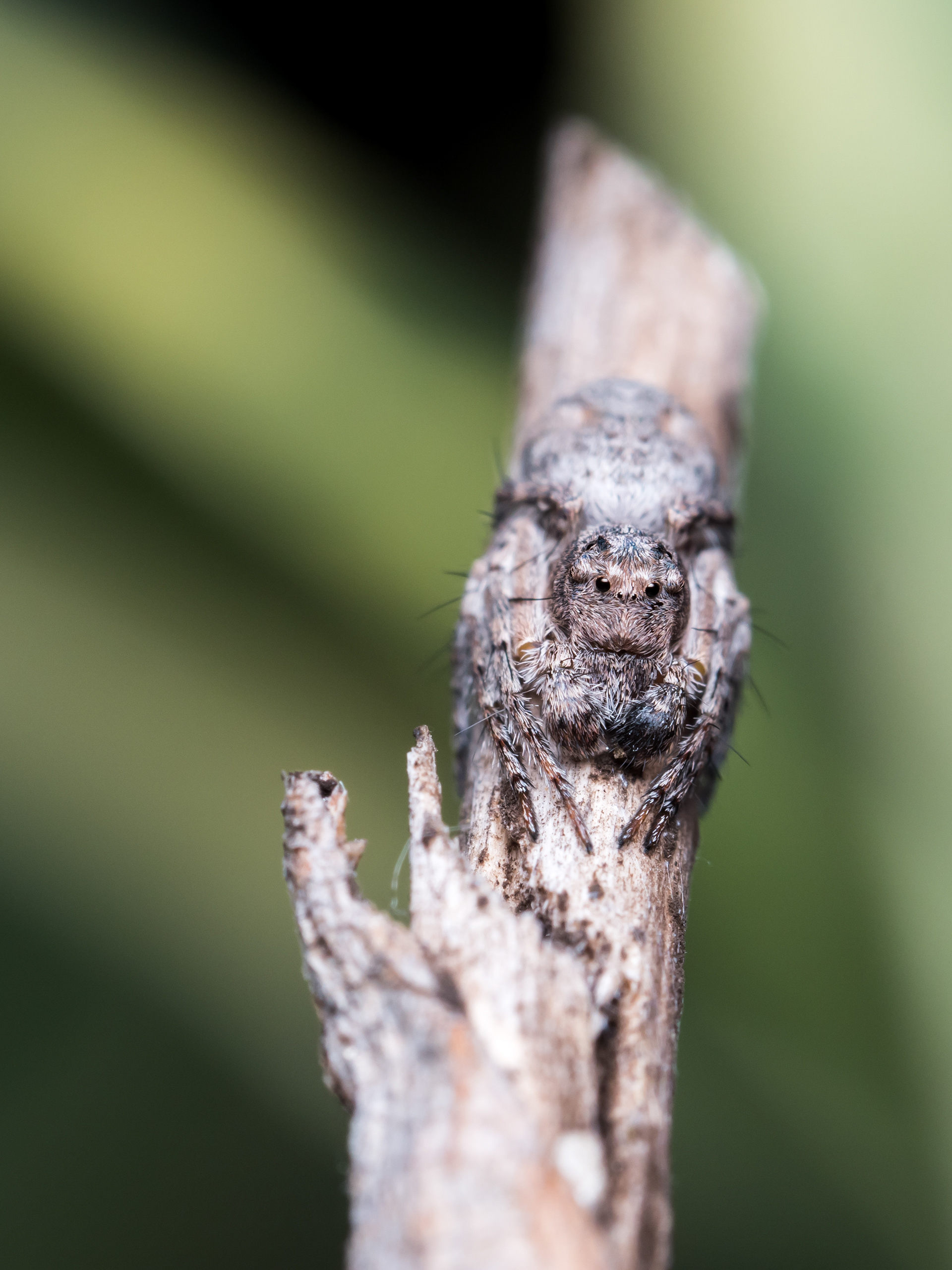 Hamataliwa Lynx Spider. CA.