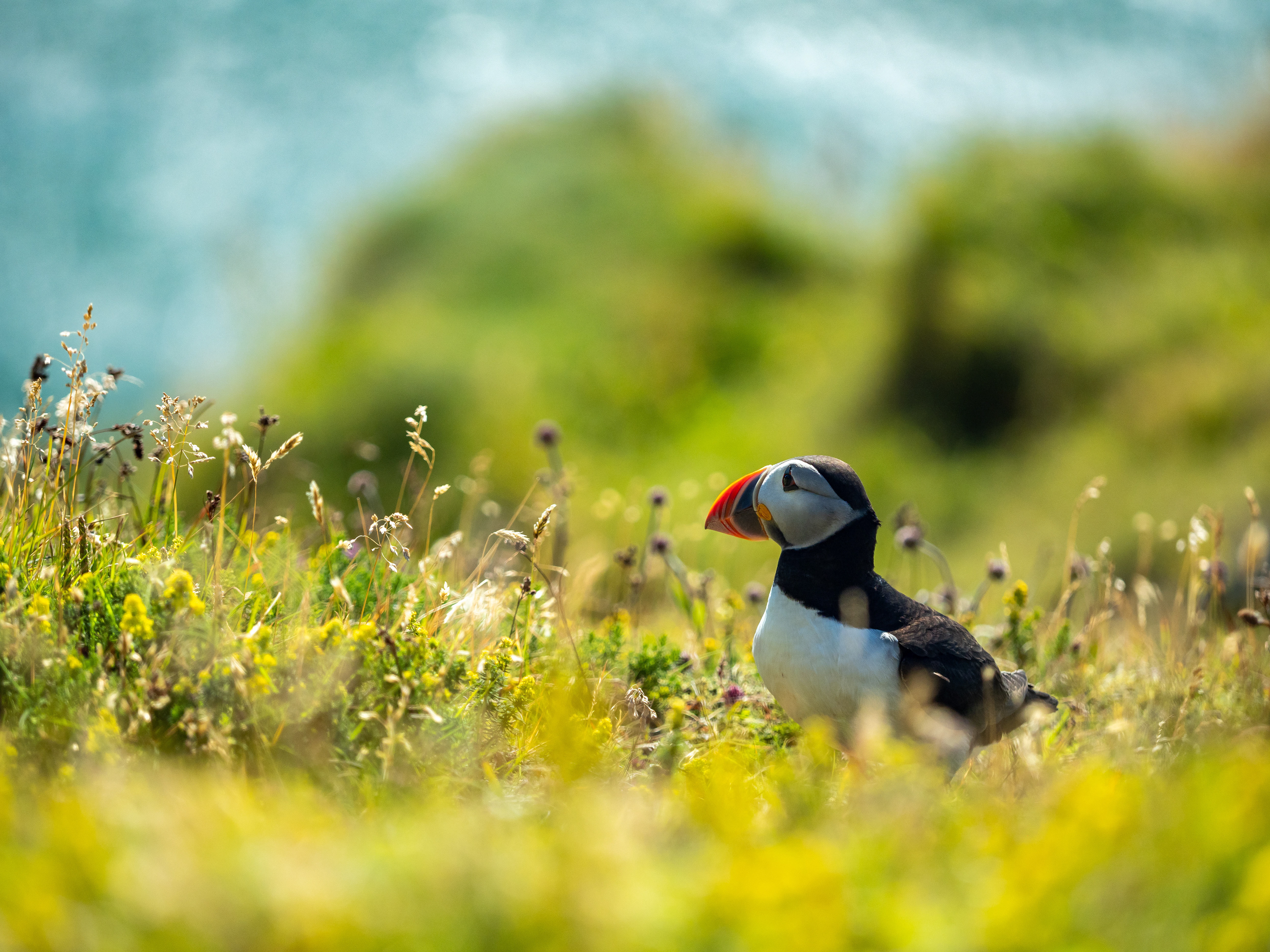 Atlantic Puffin. Near Vic, Iceland.