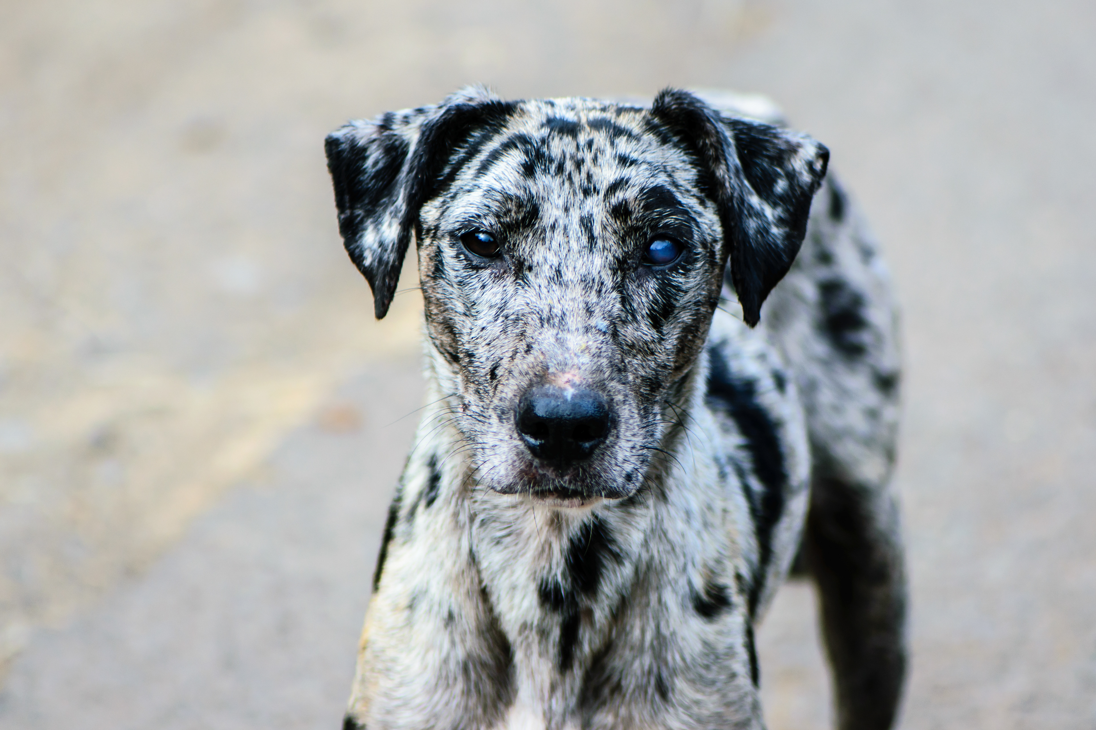 Stray. Waimea Canyon.
