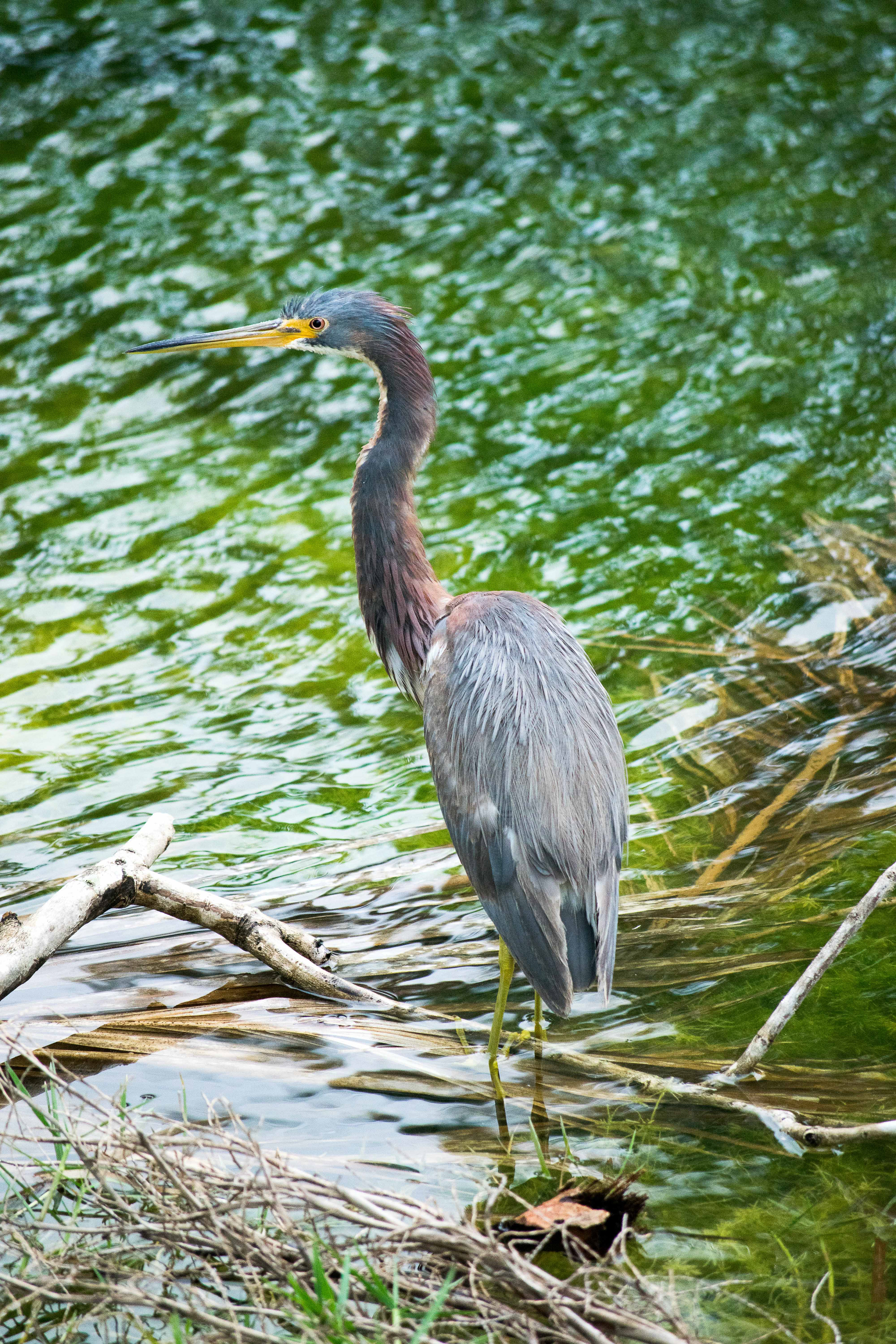 Tricolored Heron. Coral Gables, FL.