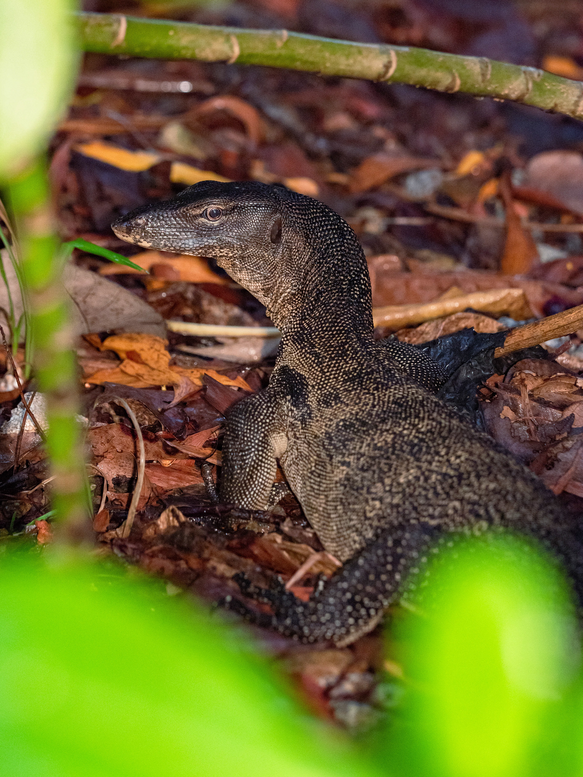 Malayan Water Monitor.