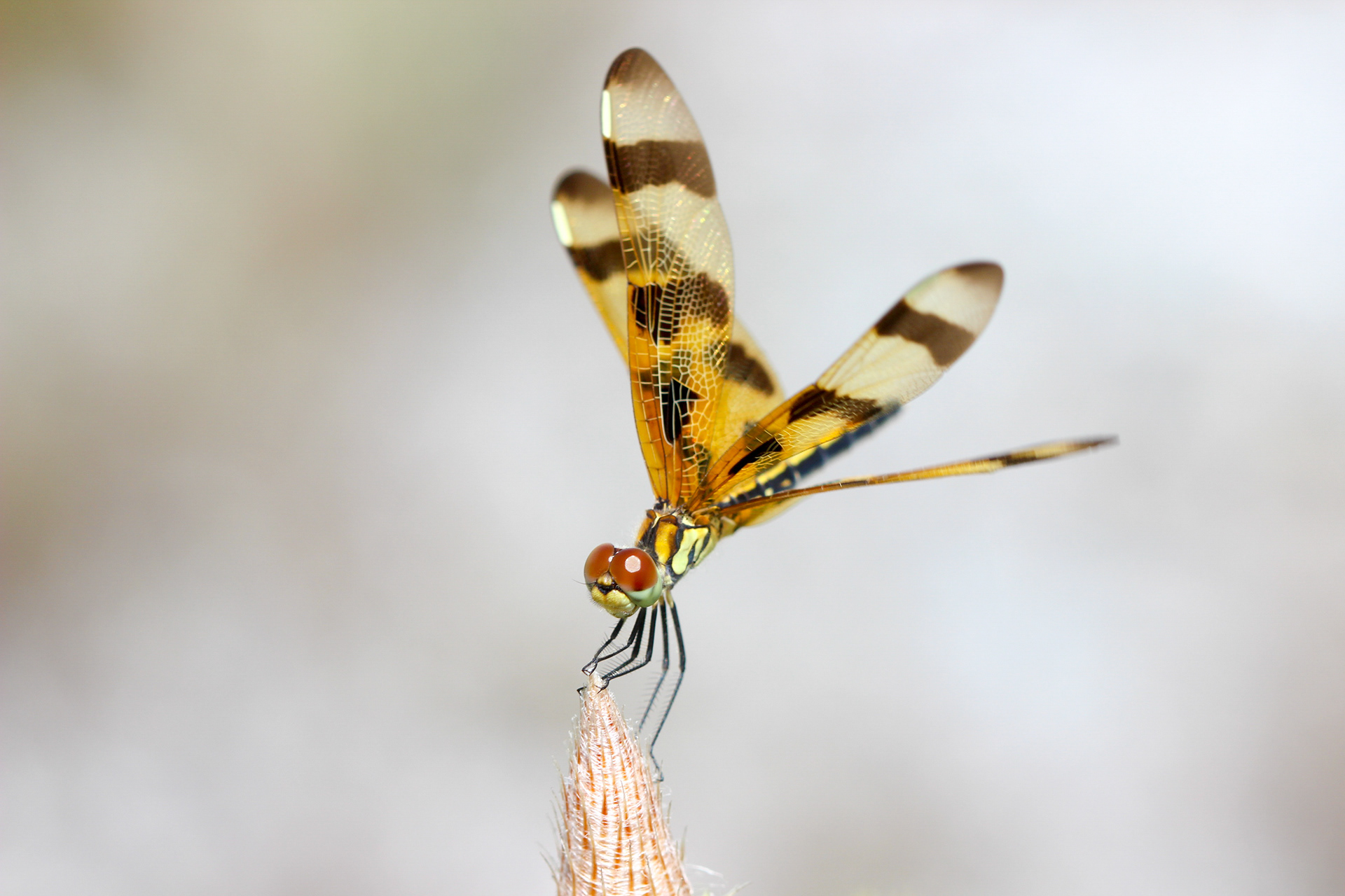 Halloween Pennant dragonfly. South Miami, FL. 