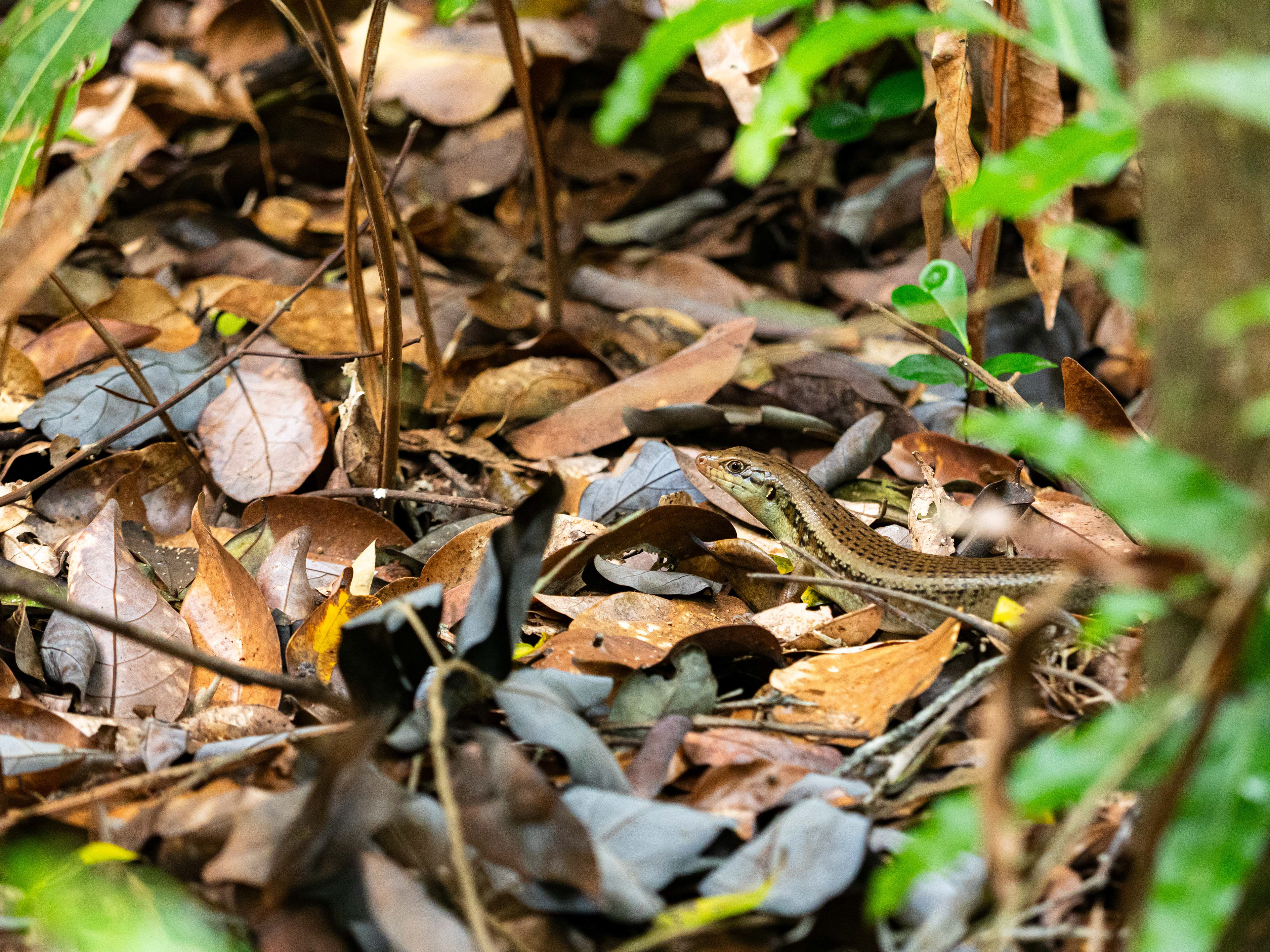 Robust Skink. Whitsunday Islands National Park.