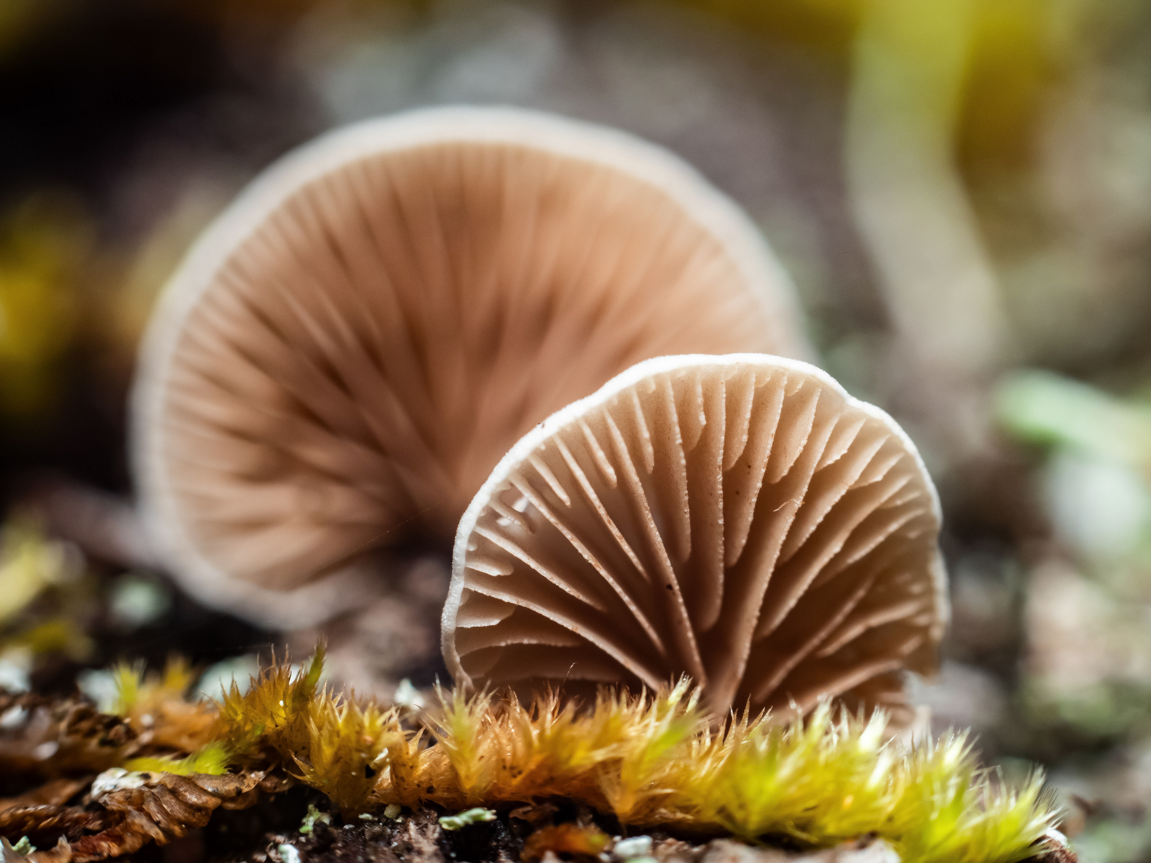 Oyster Mushrooms. WA.