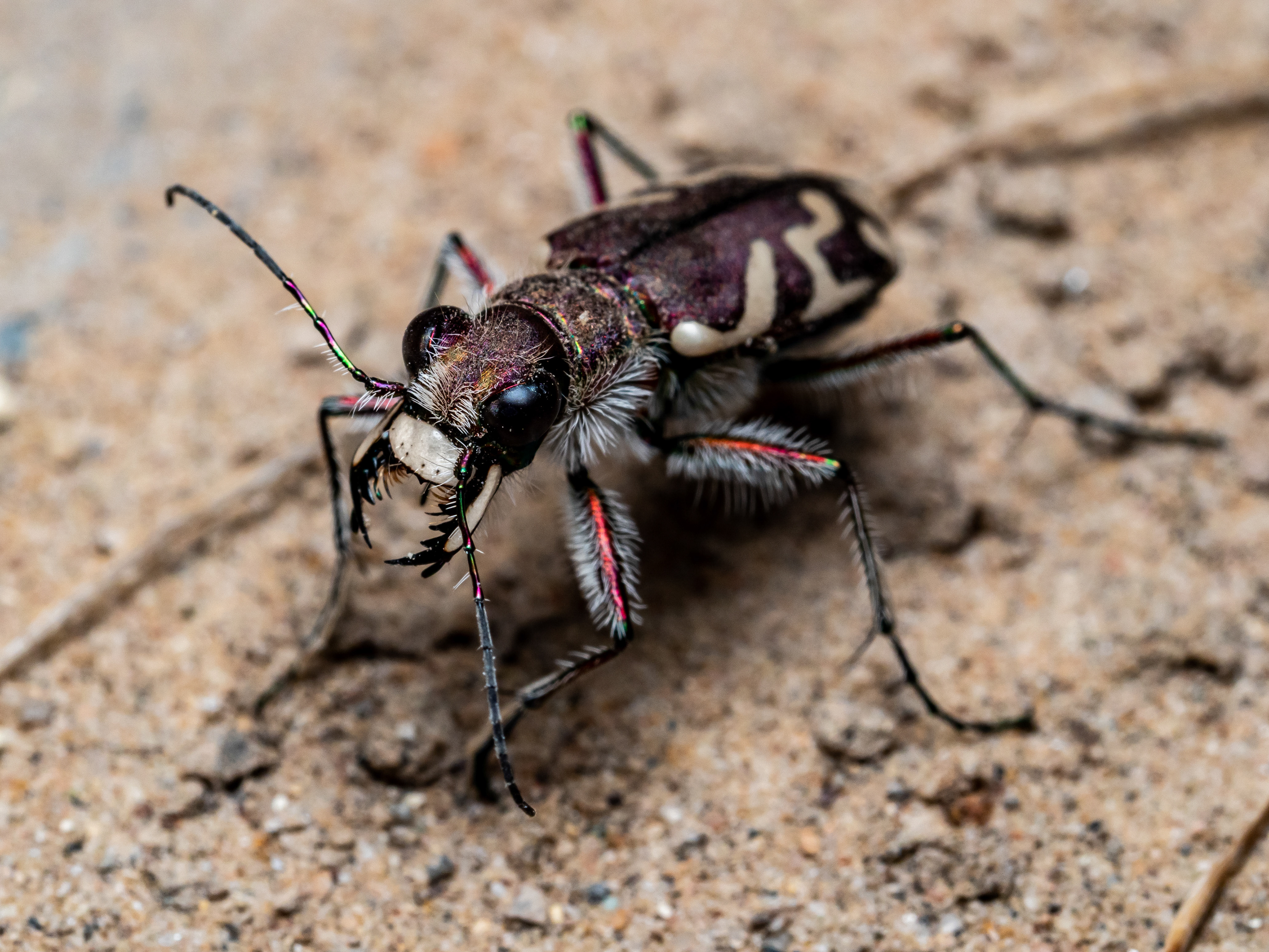 Oblique-lined Tiger Beetle. UT.