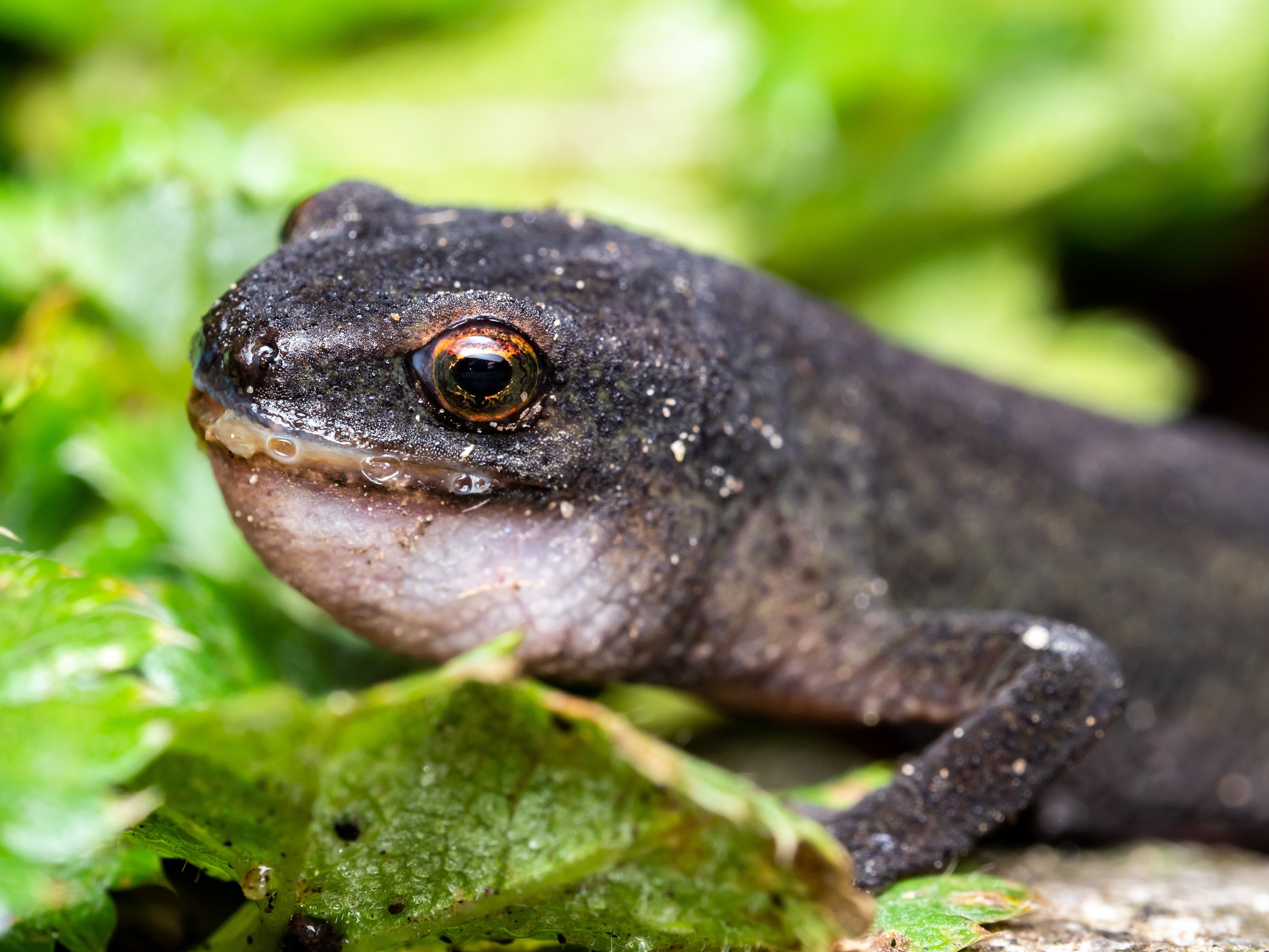 Juvenile Crested Newt. Near Castleton.