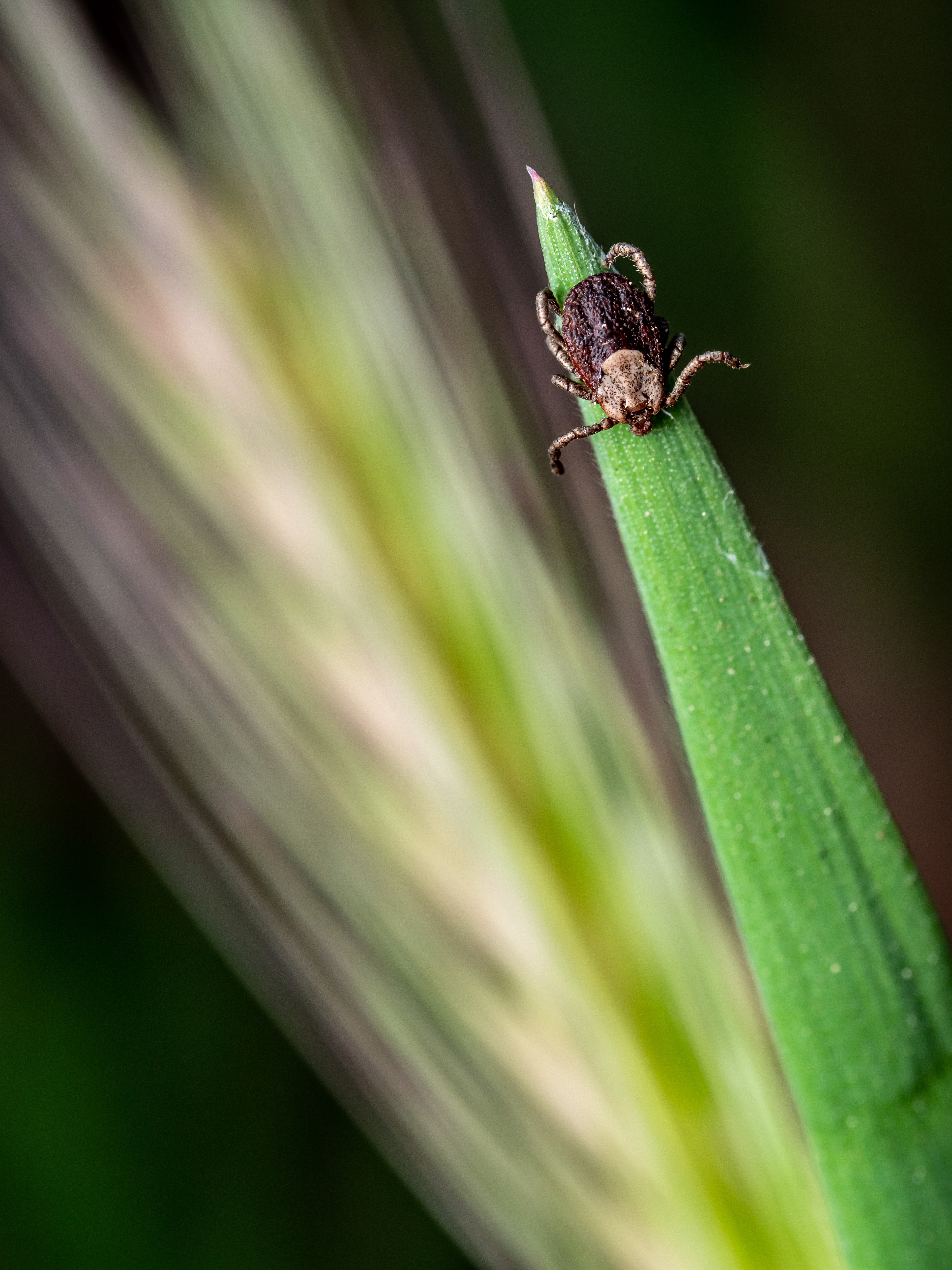 Rocky Mountain Wood Tick. CA.