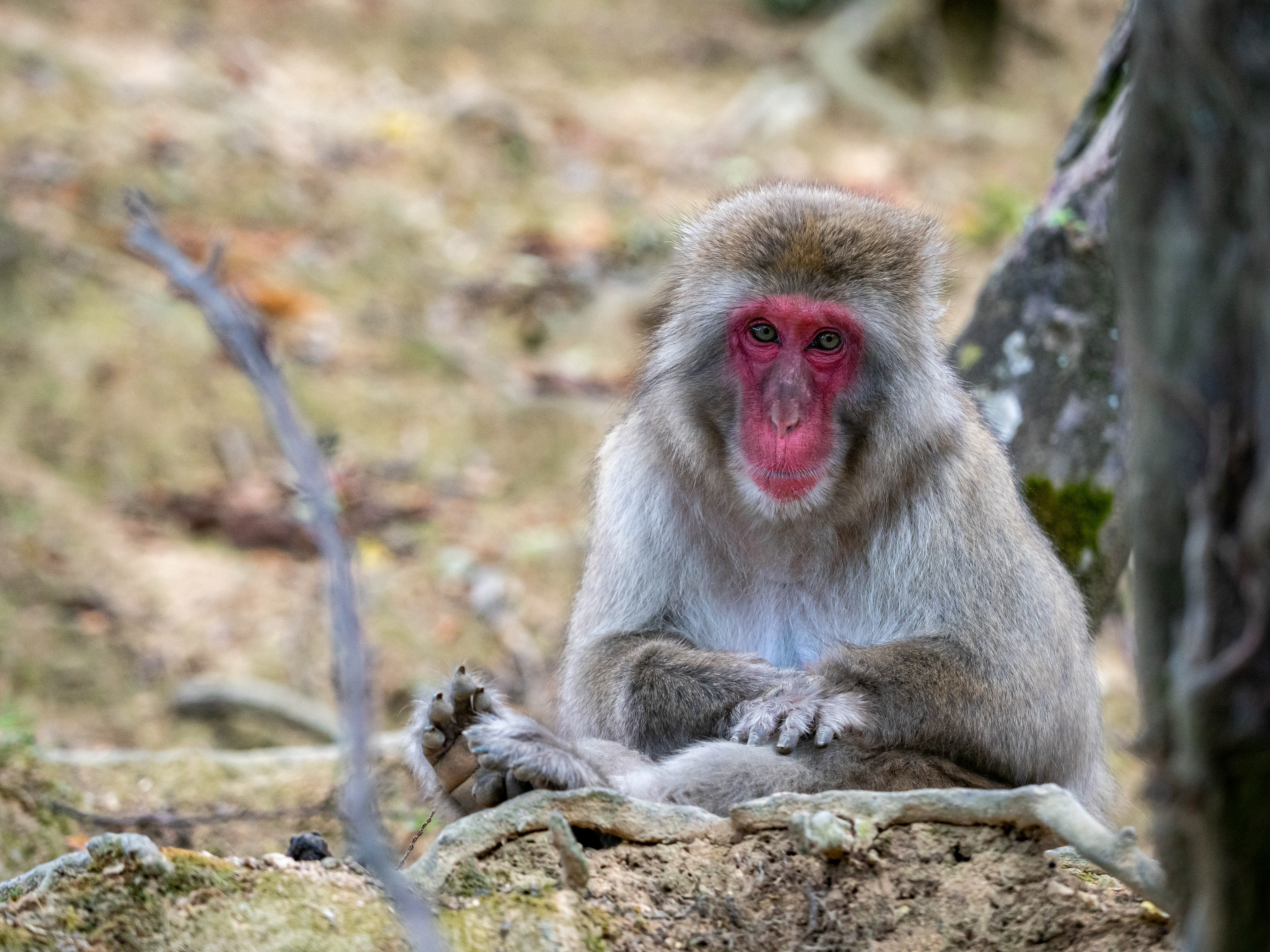 Japanese Macaque. Kyoto.