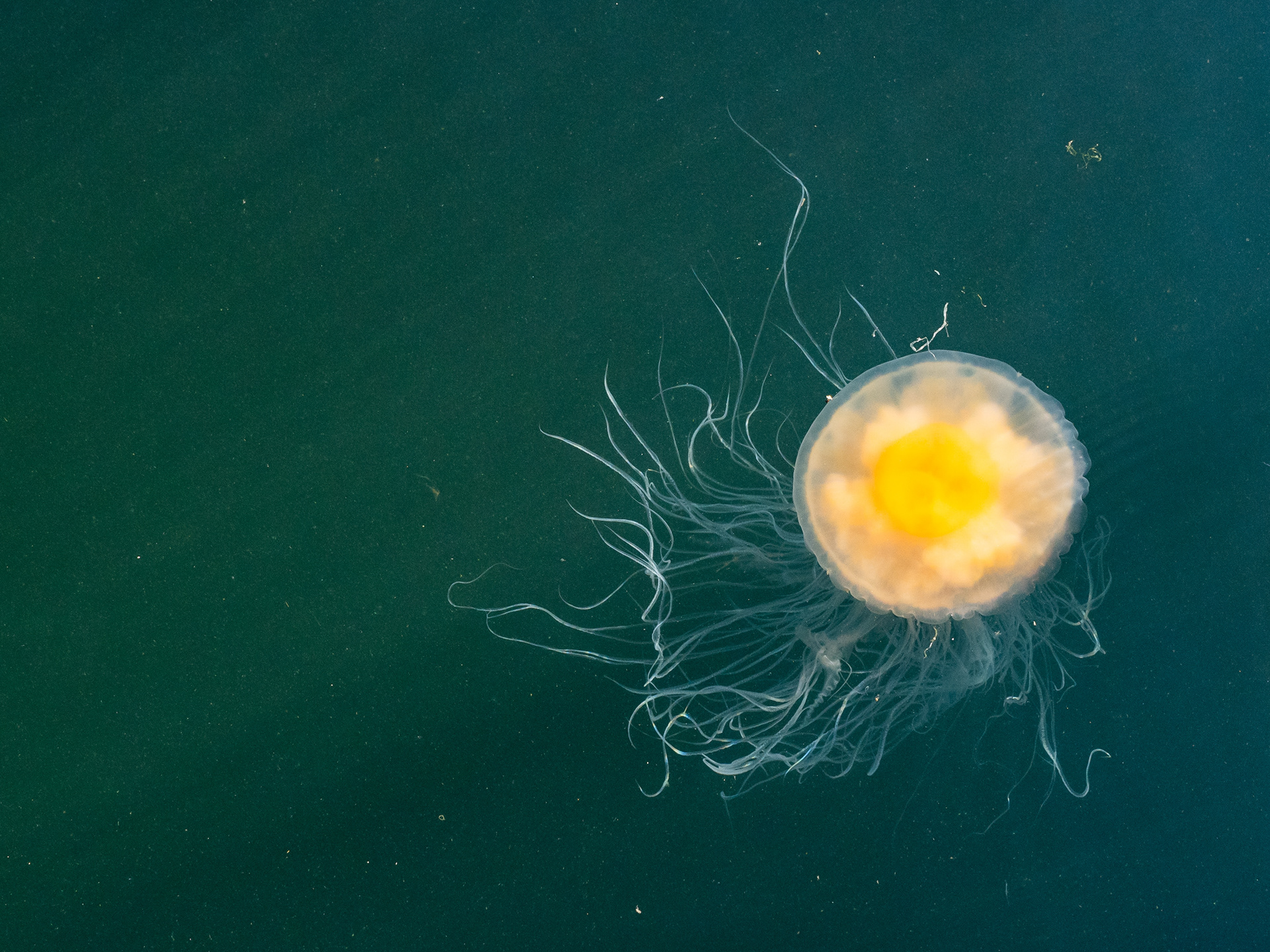 Fried Egg Jellyfish. Boston Harbor, WA. 