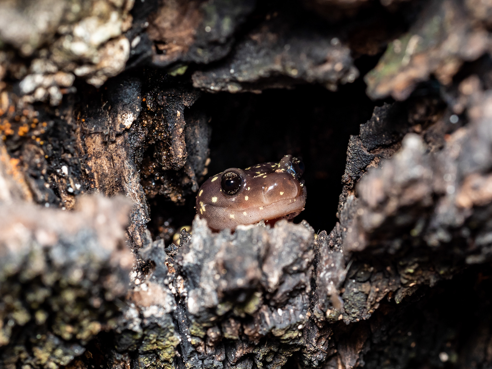 Arboreal Salamander. Angeles National Forest.