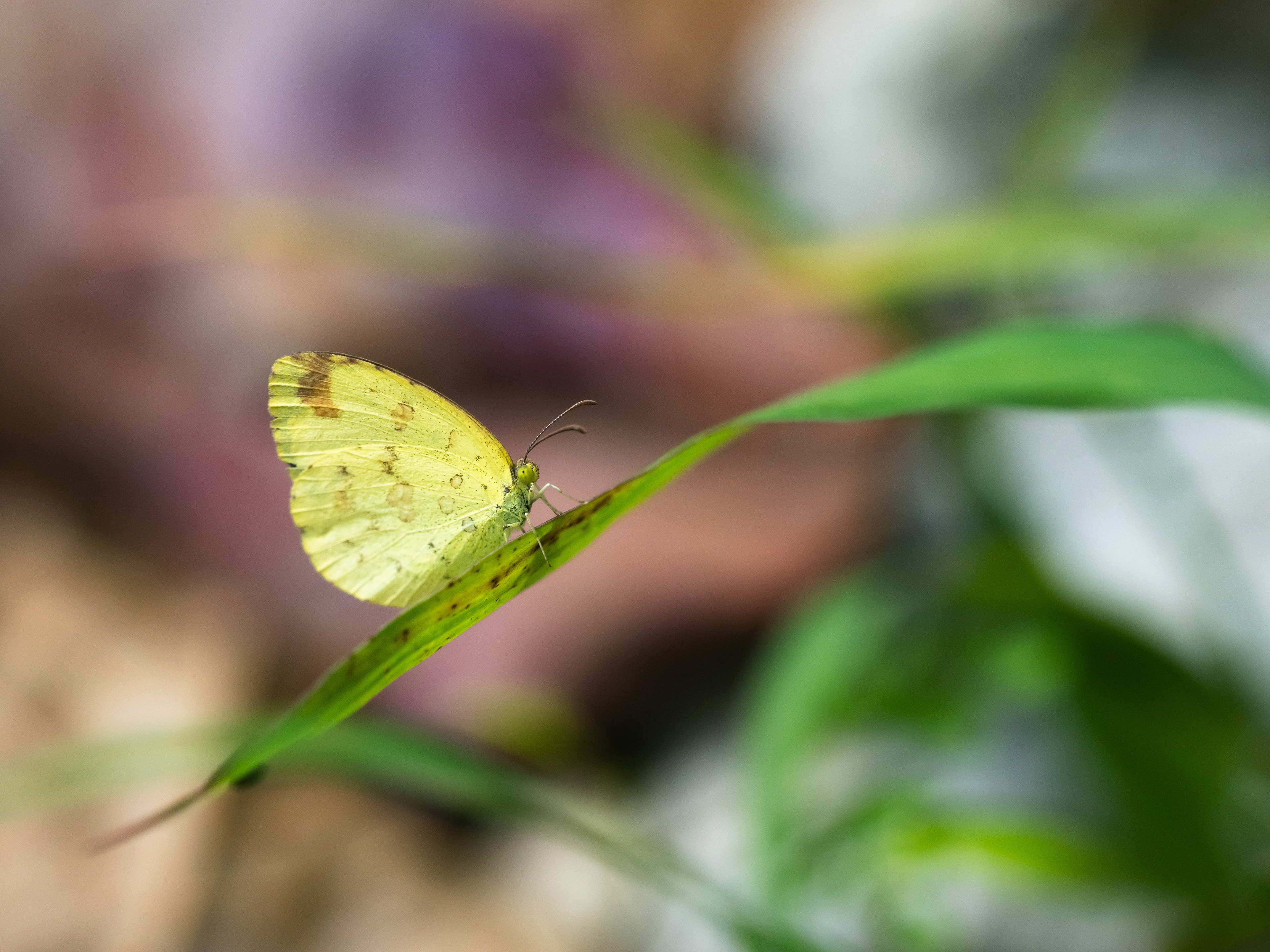 Common Grass Yellow butterfly. Taiwan.