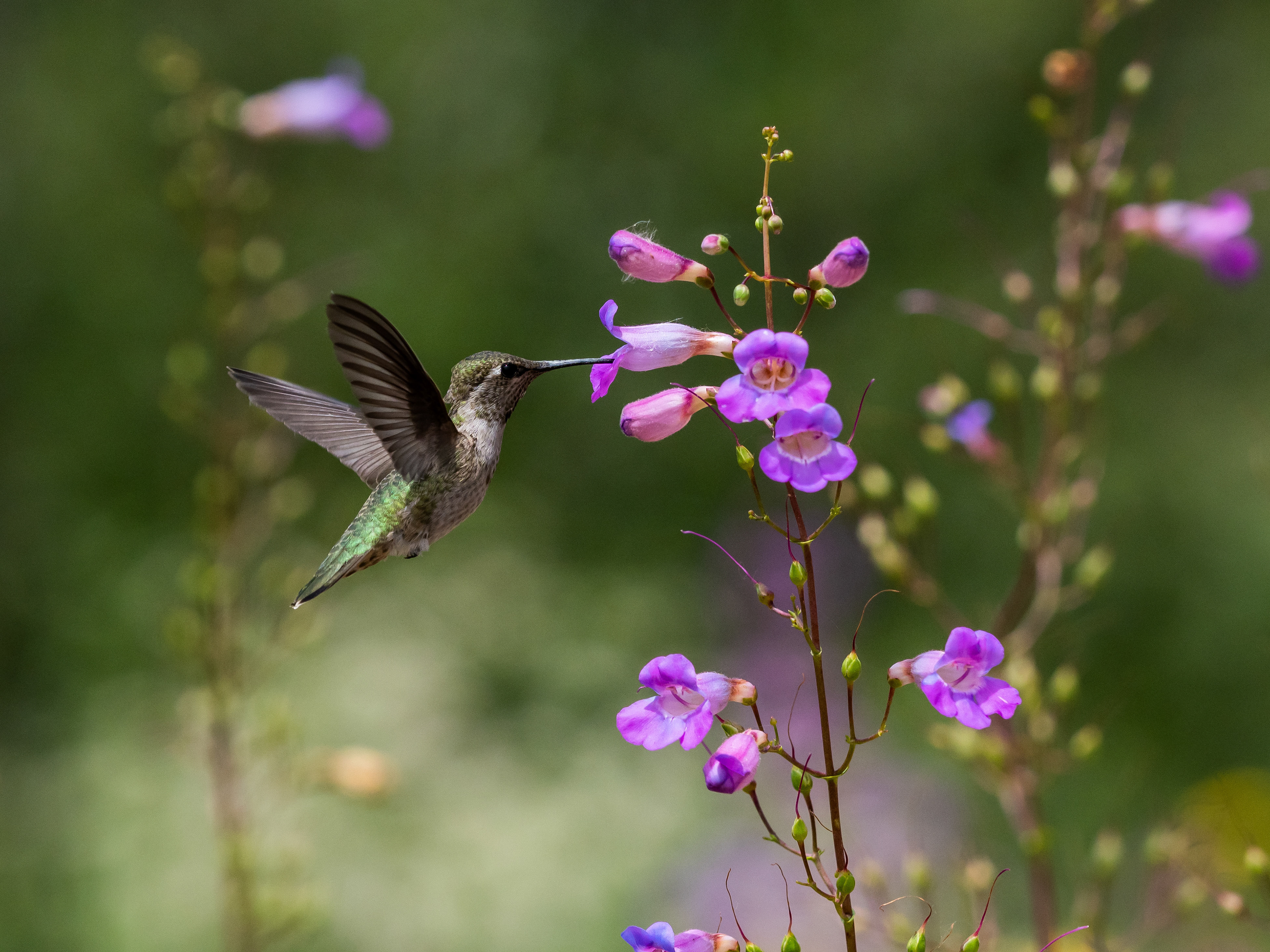 Juvenile Anna's Hummingbird. Riverside.