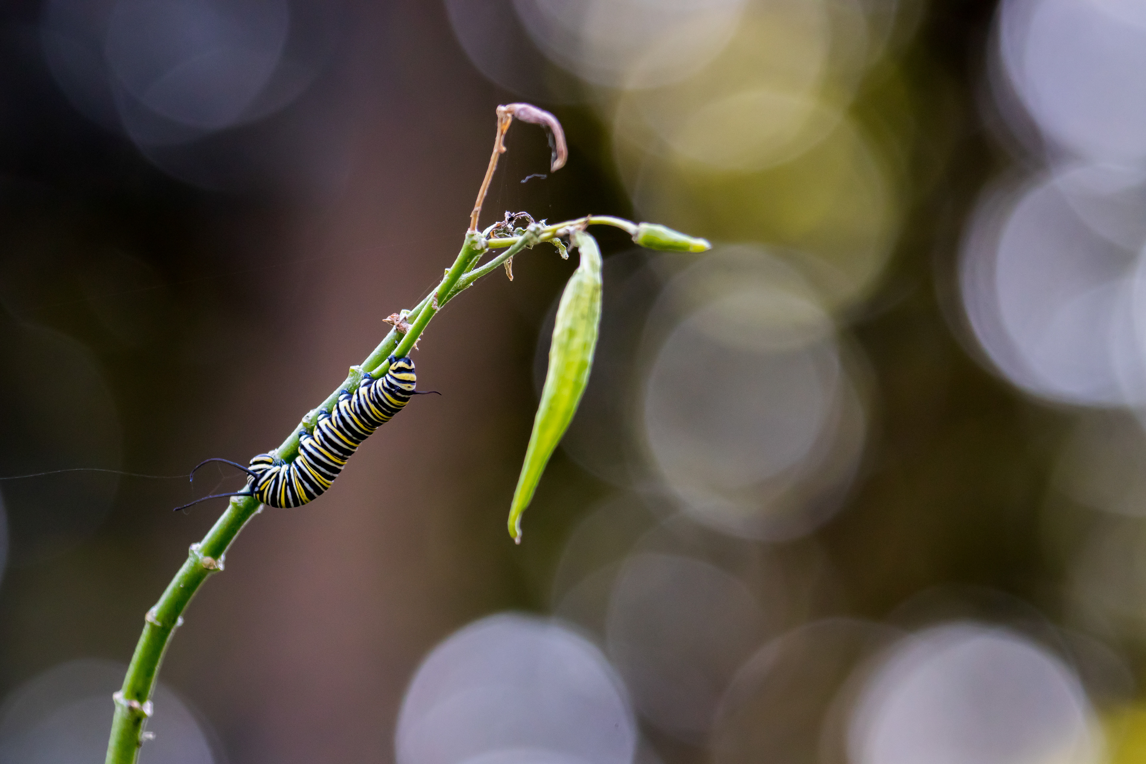 Monarch caterpillar. Pomona.