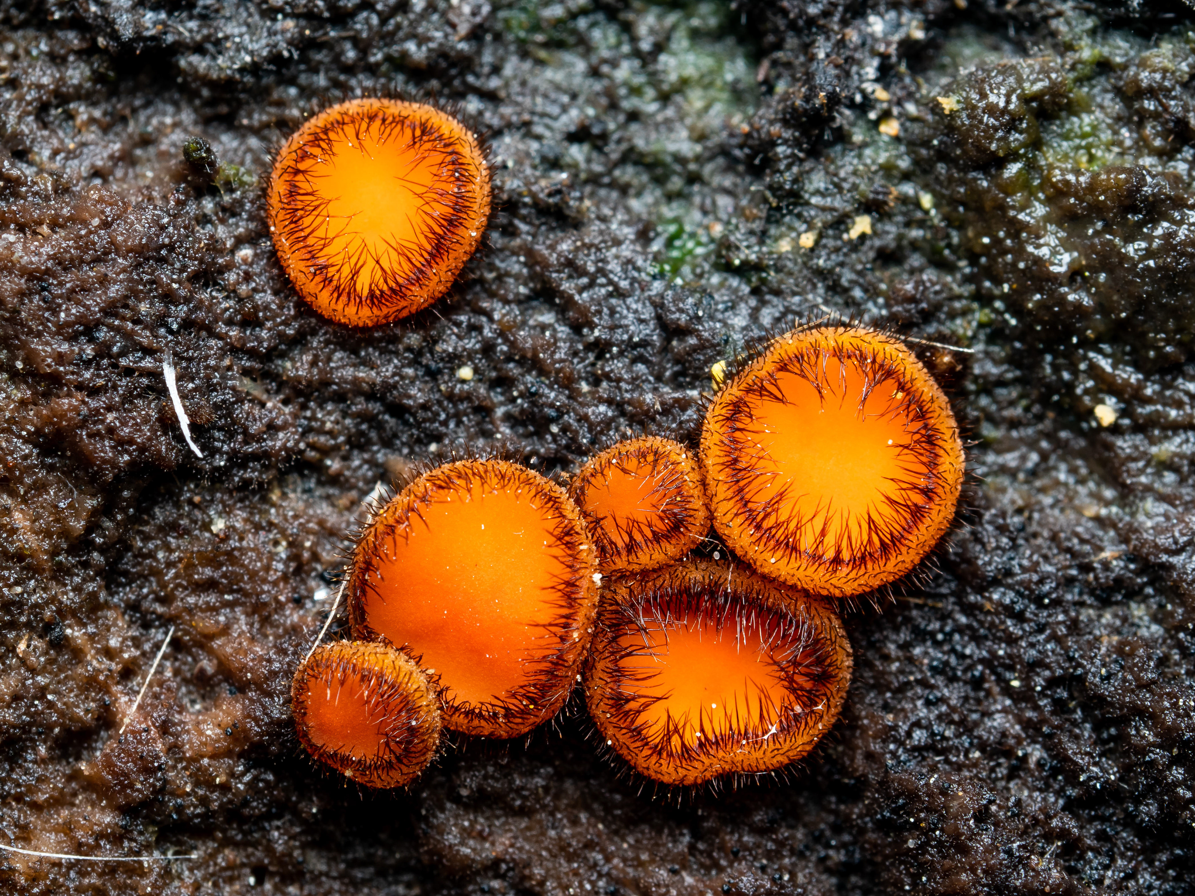 Eyelash Cup fungus. CA.