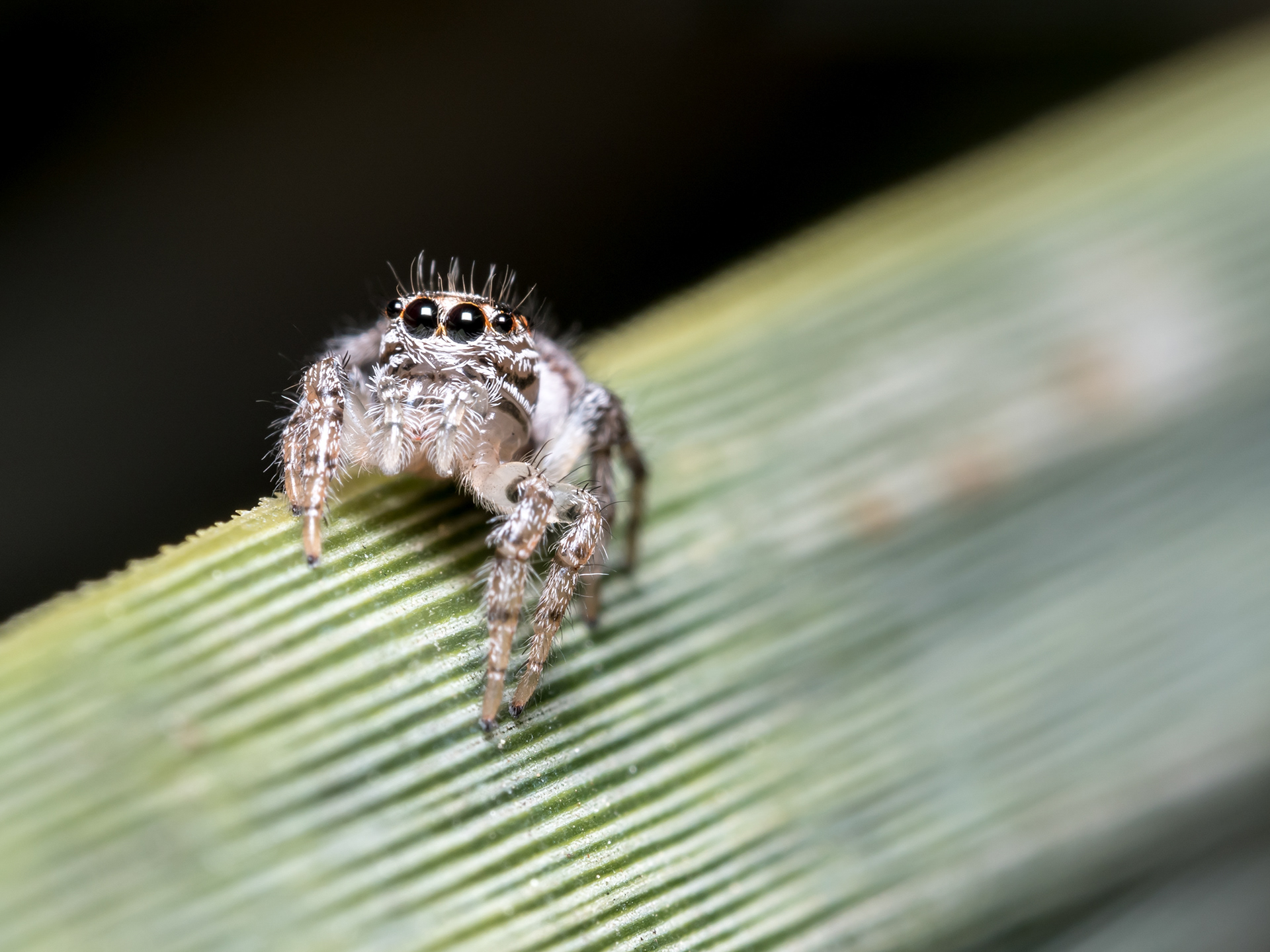 Unknown Jumping Spider. CA.