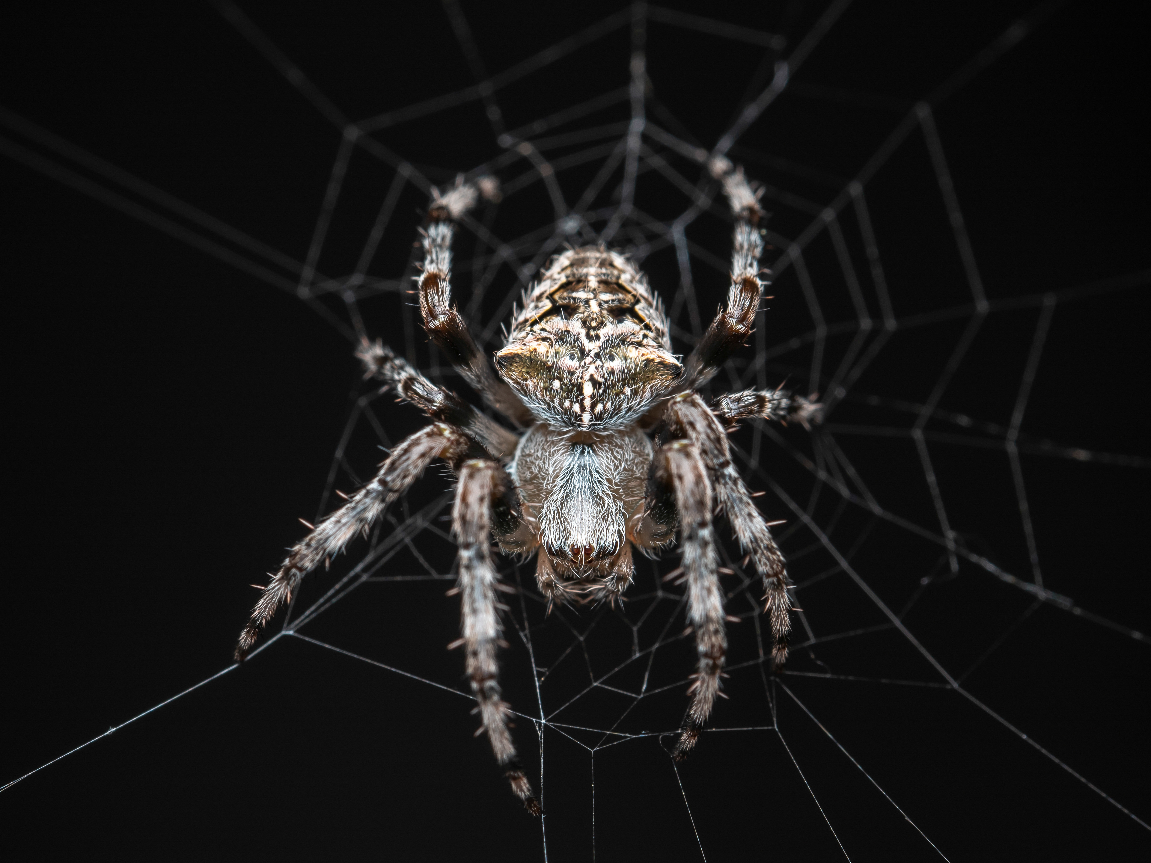 European Garden Spider. San Gabriel Mountains, CA. 