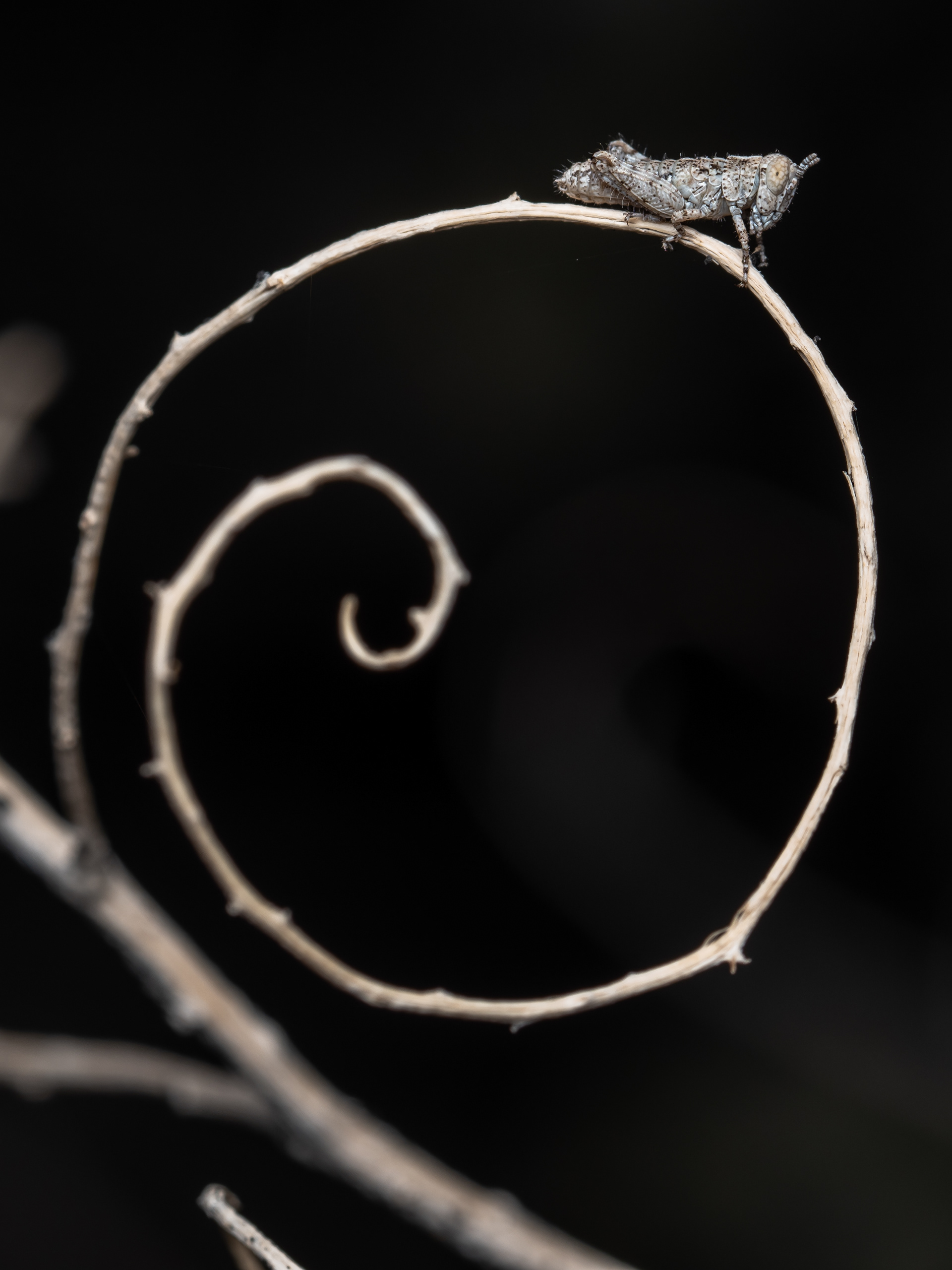 Grasshopper nymph. CA.