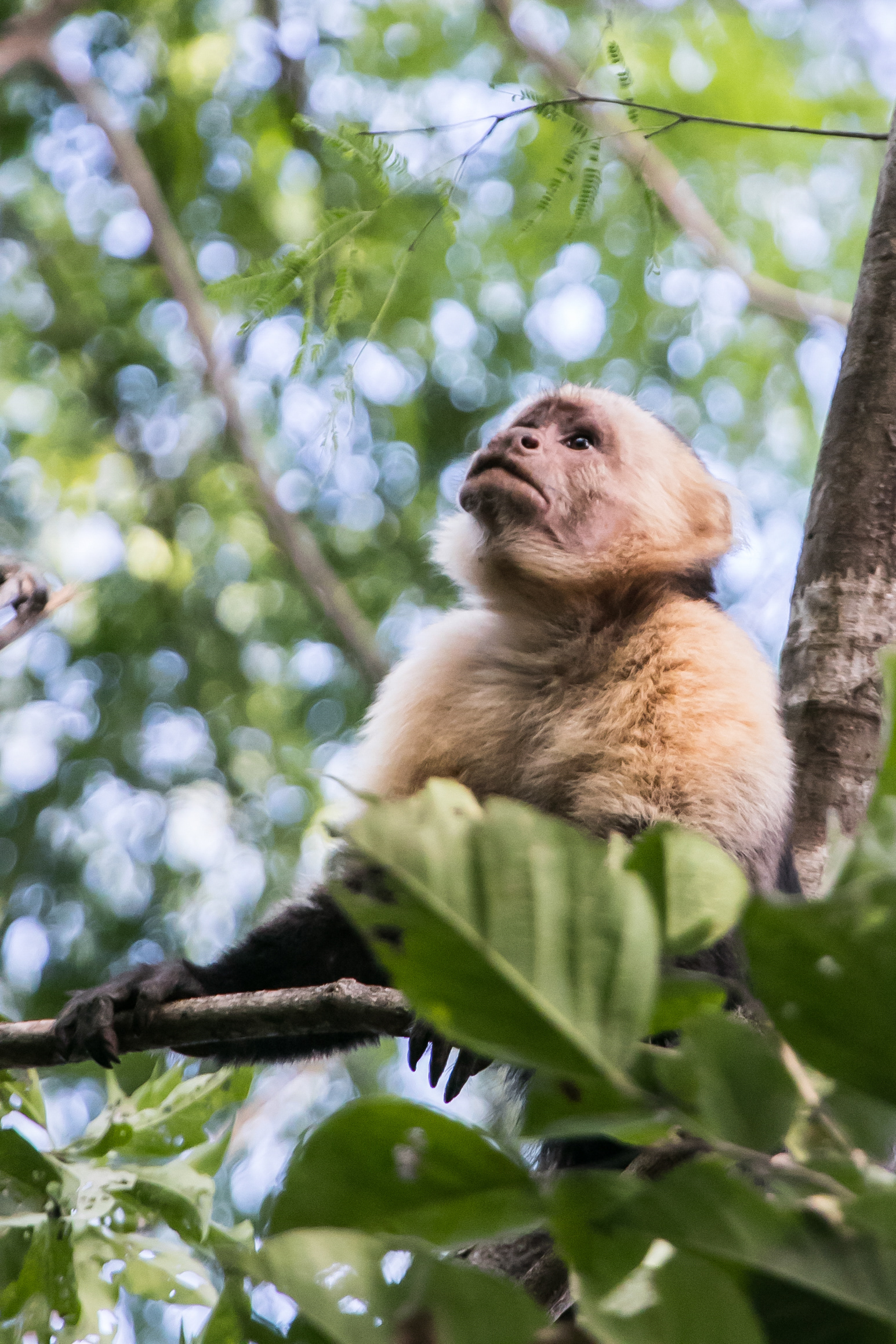 Panamanian White-faced Capuchin. Parque Nacional Barra Honda.