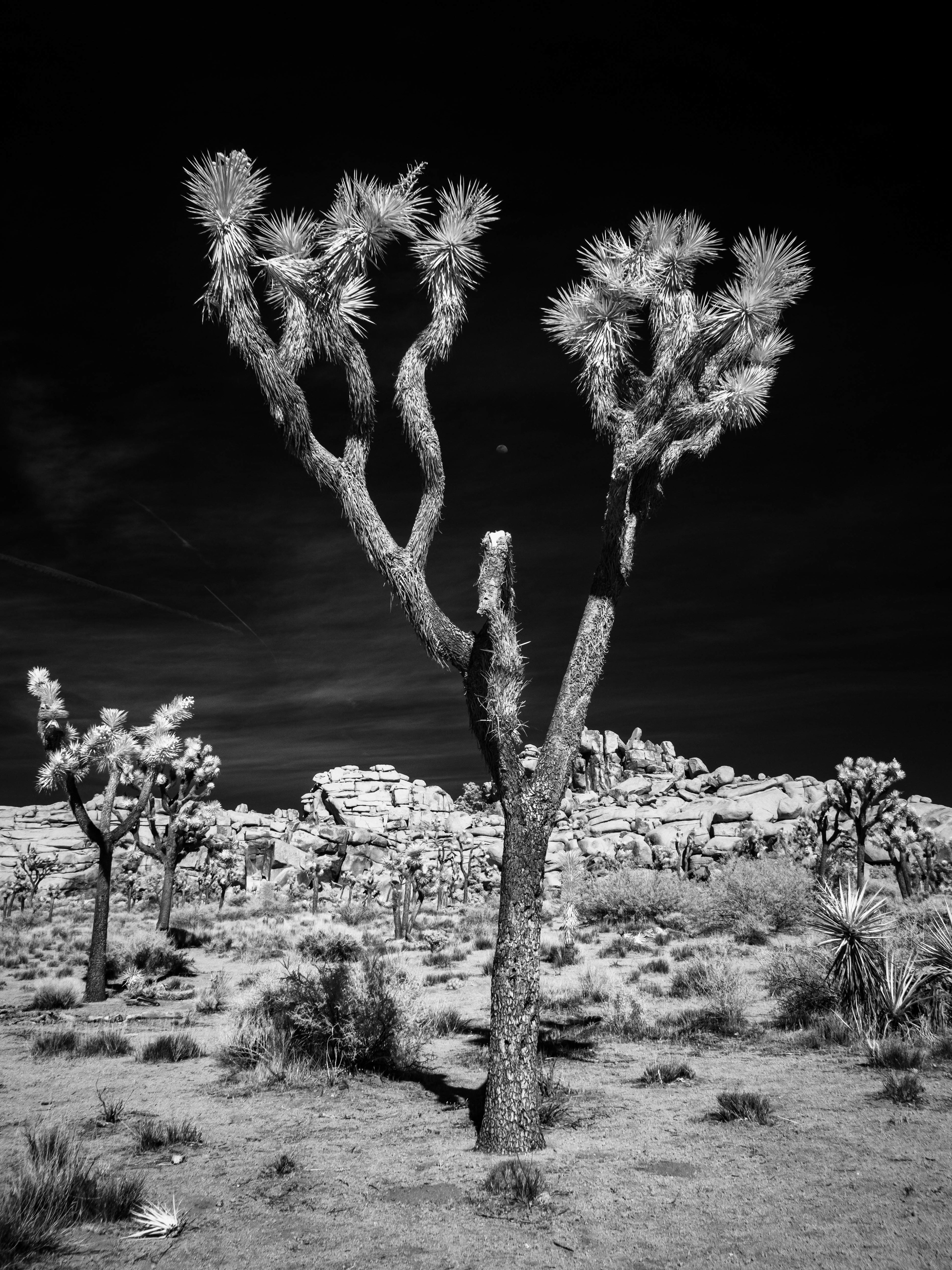 Joshua Tree. 830nm infrared.