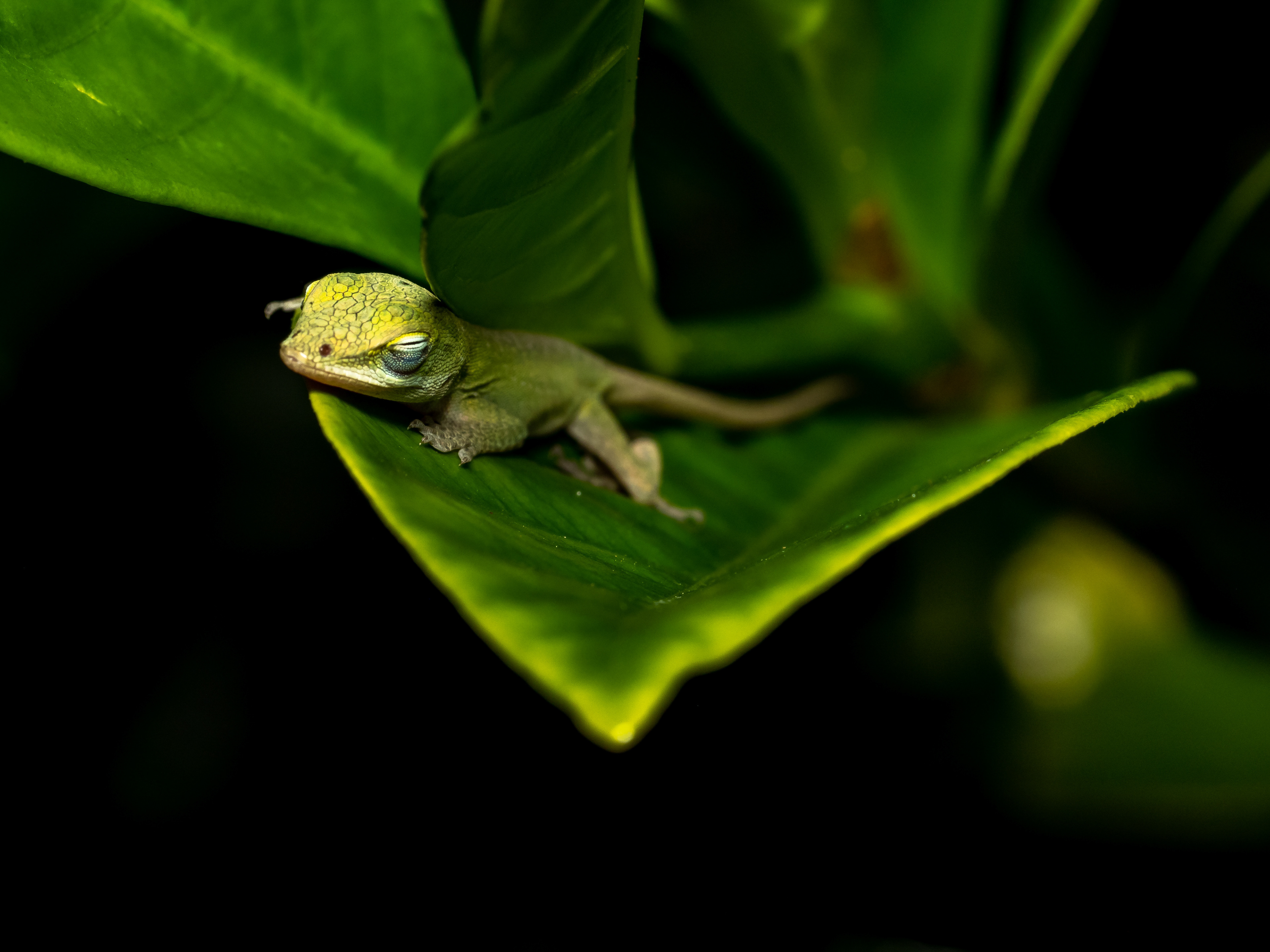 Juvenile Green Anole. Kona.