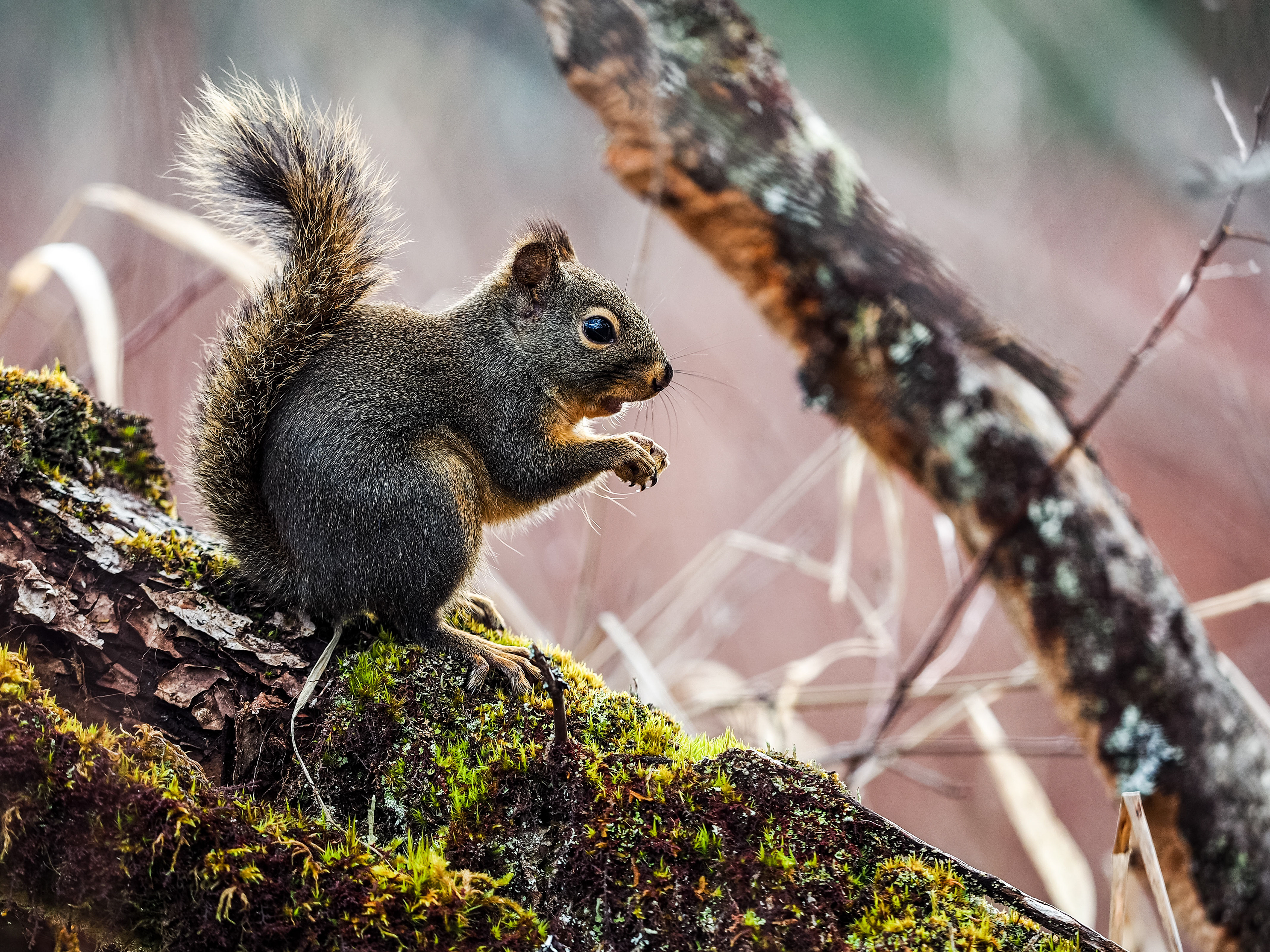 Douglas Squirrel. Olympia.