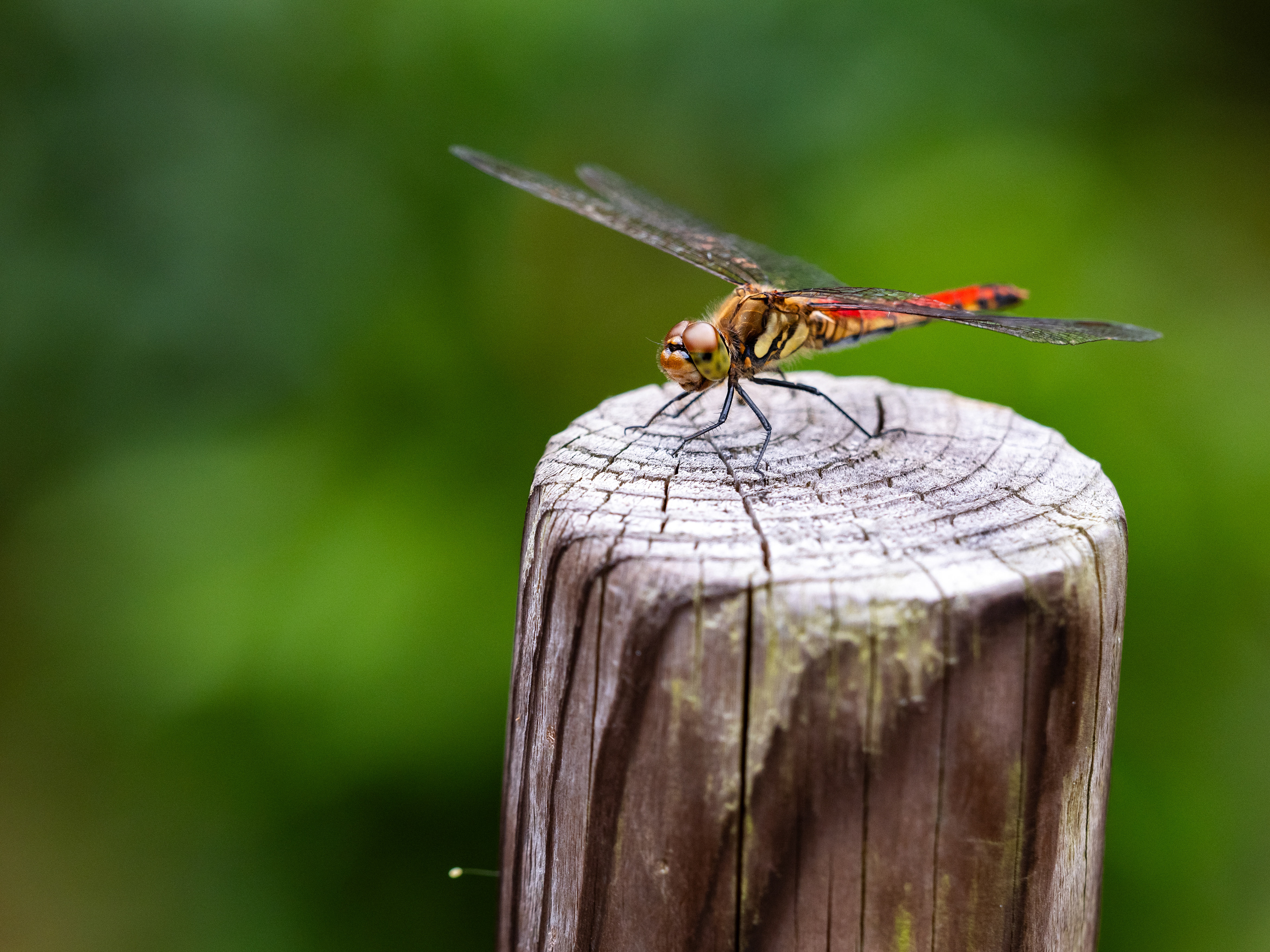 Dragonfly. Japan.