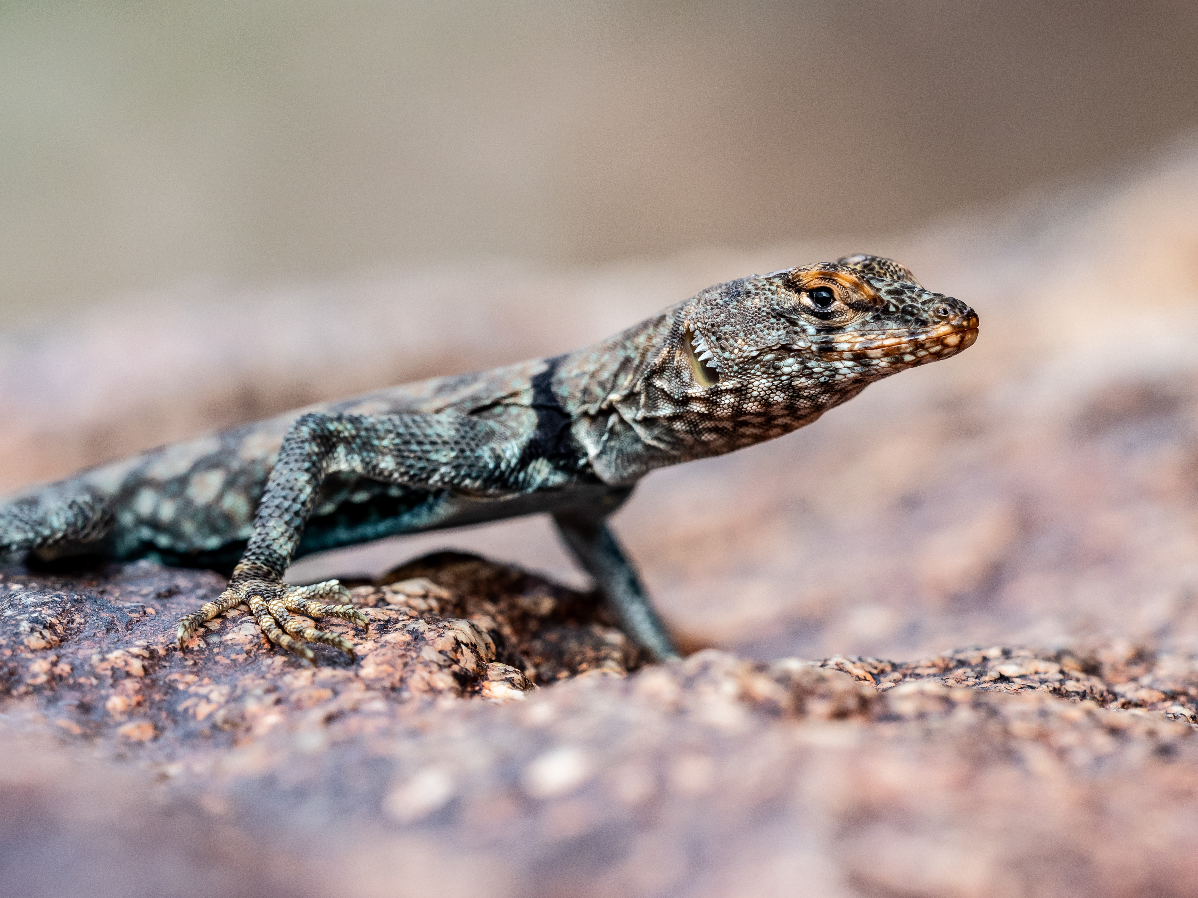Banded Rock Lizard. Palm Springs, CA.