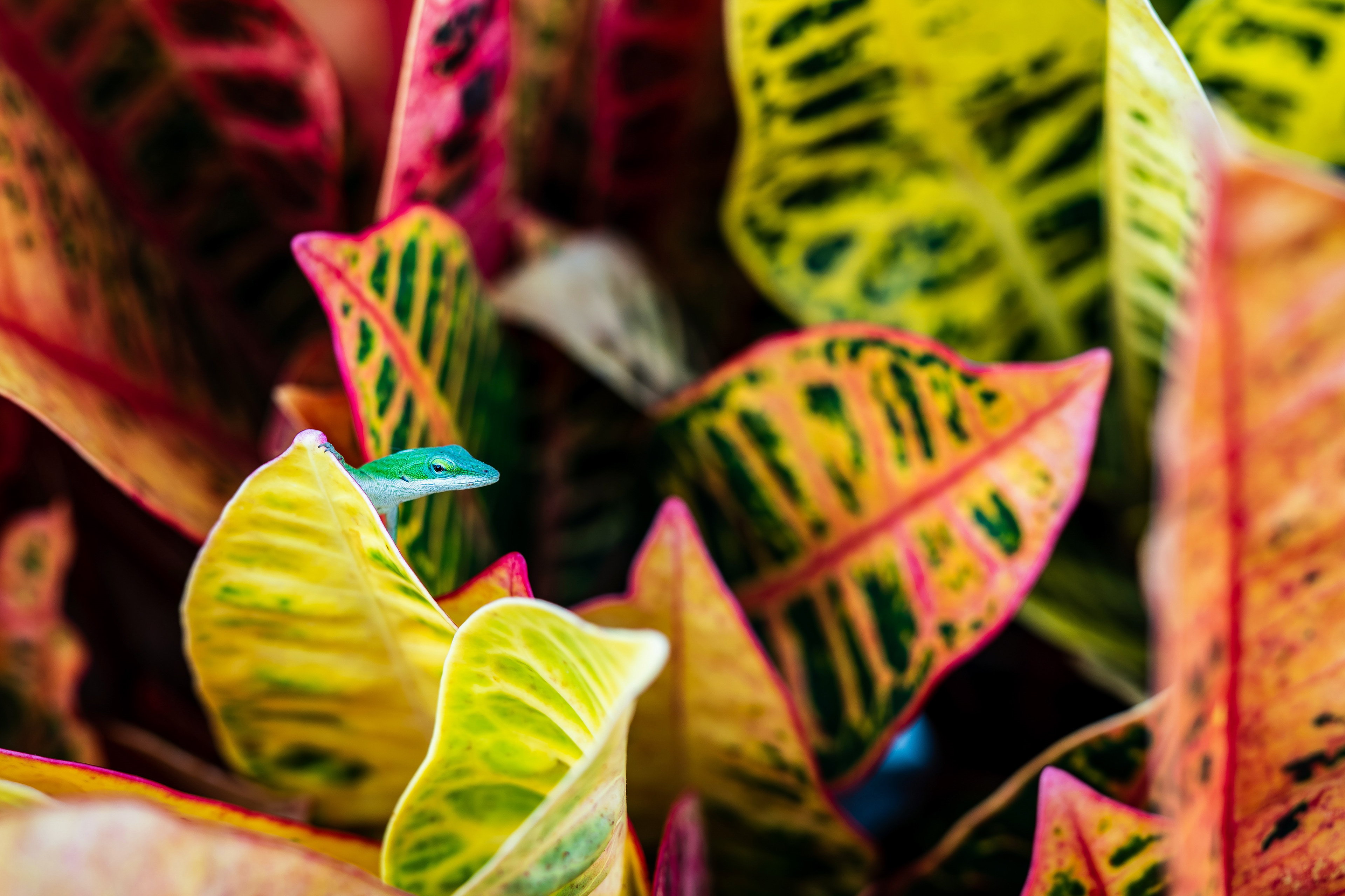 Green Anole. Captain Cook.