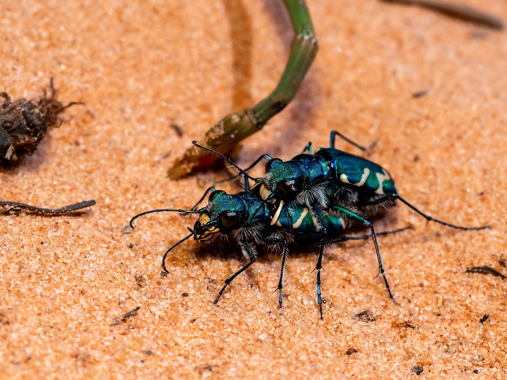 Oblique Lined Tiger Beetles. UT.