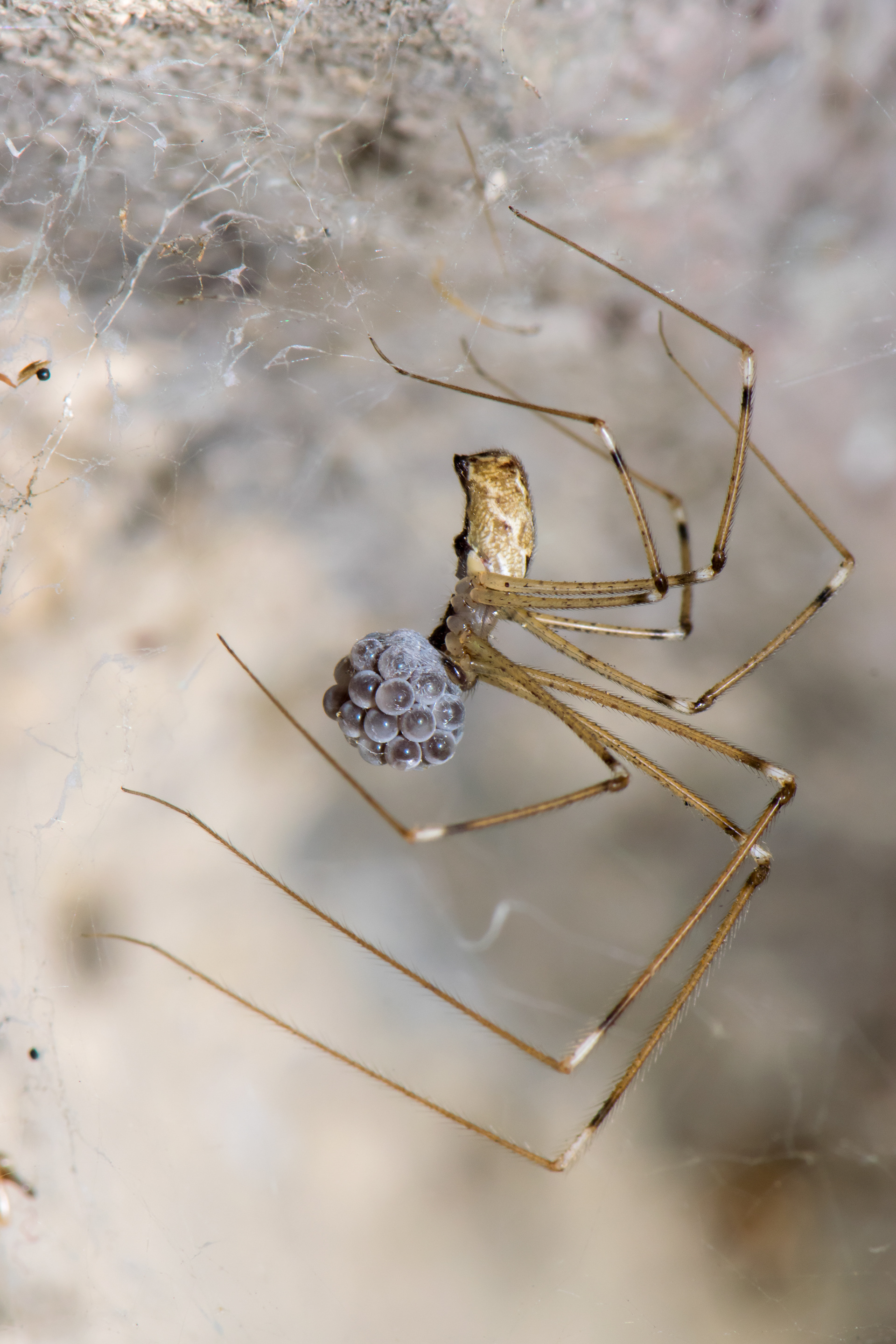 Cellar Spider with eggs. CA.