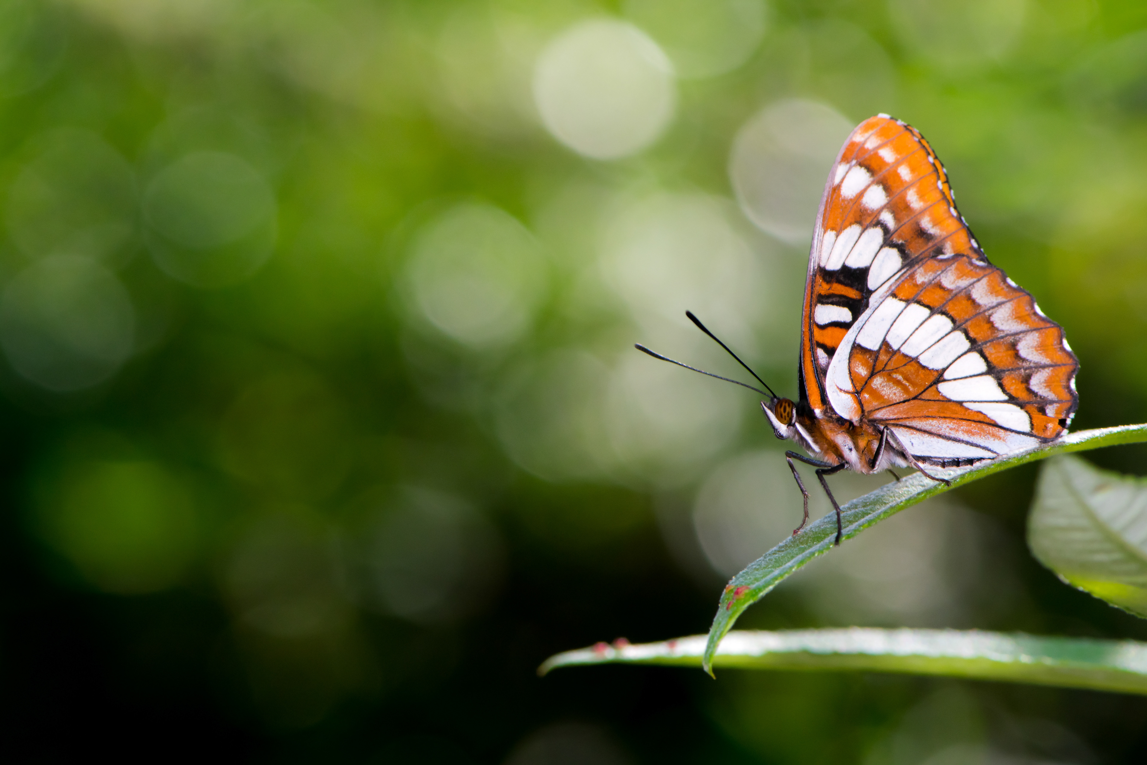 Lorquin's Admiral butterfly. Near Pomona, CA. 
