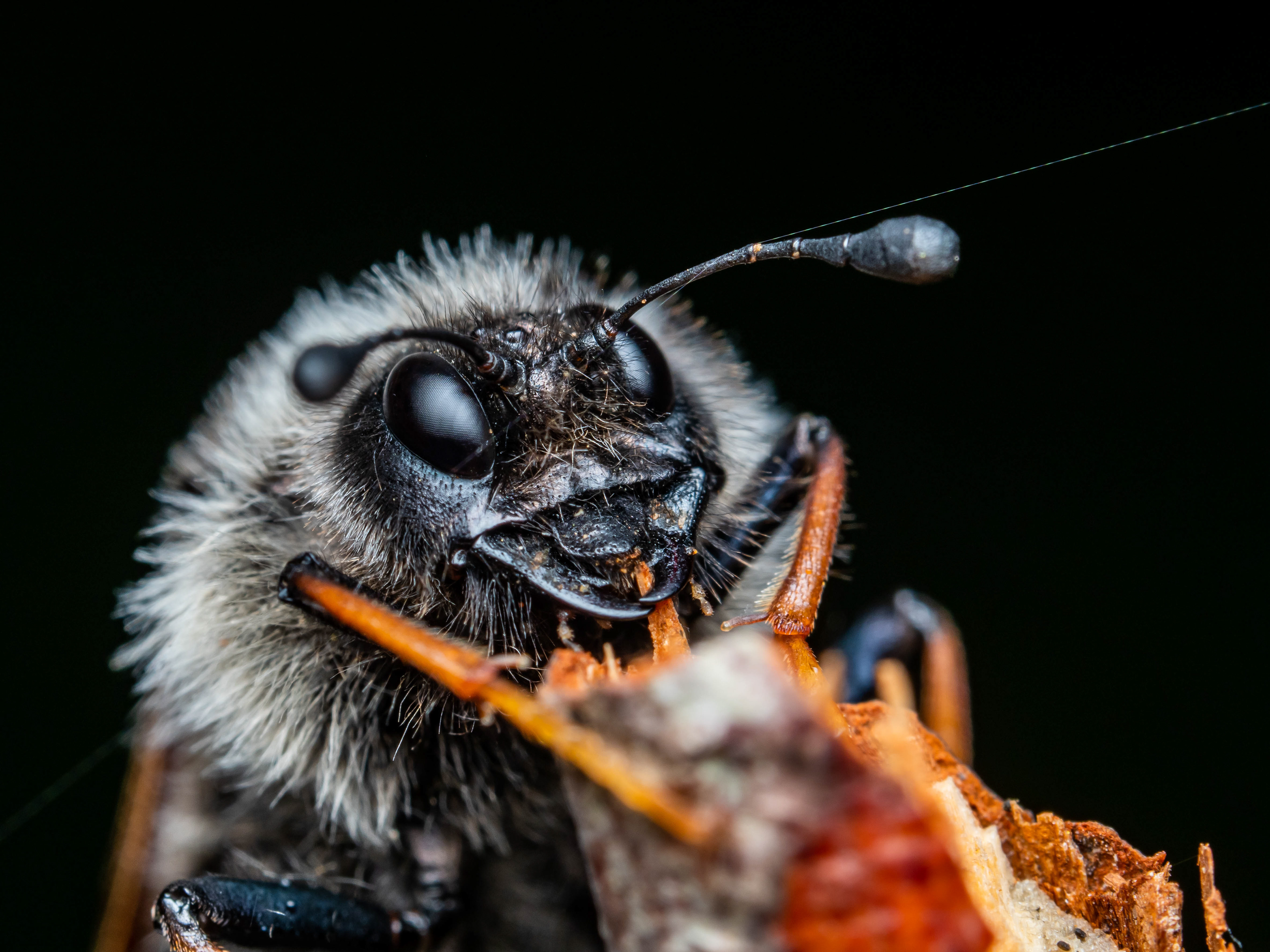 Cimbicid Sawfly. WA. 