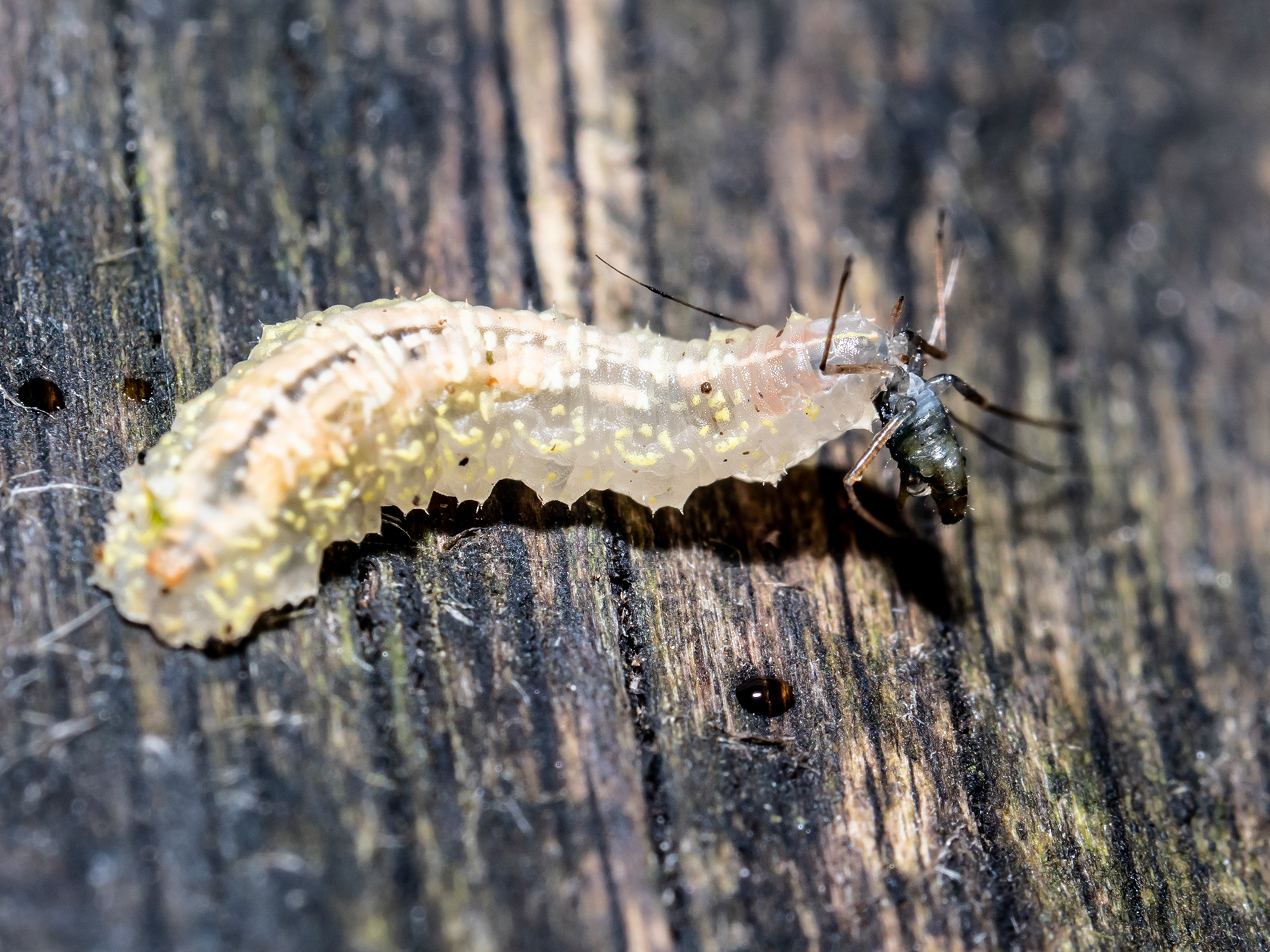 Hover Fly larva eating aphid. Carbis Bay.