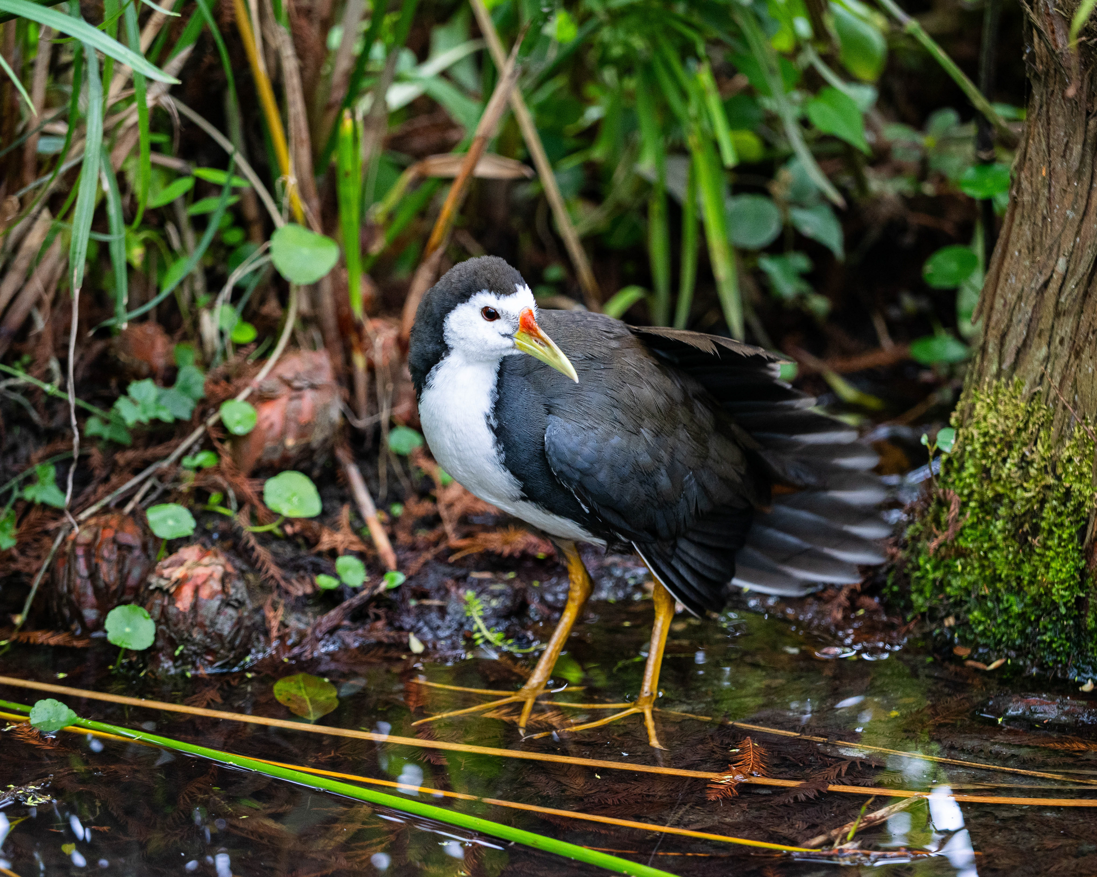 White-breasted waterhen. Taipei.