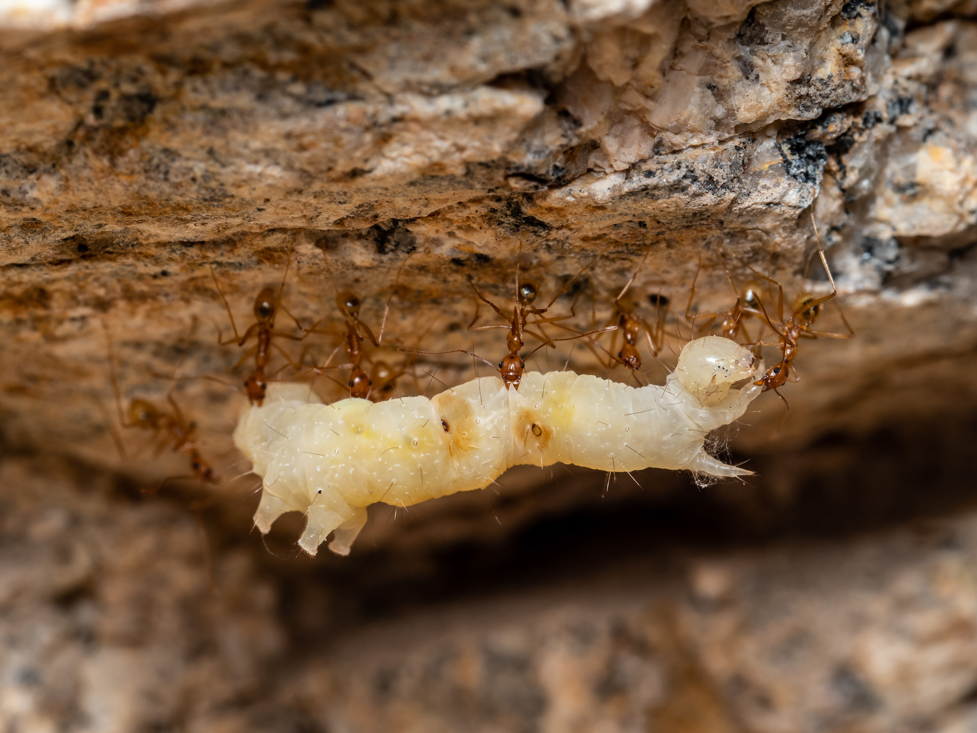 Ants carrying caterpillar. CA.