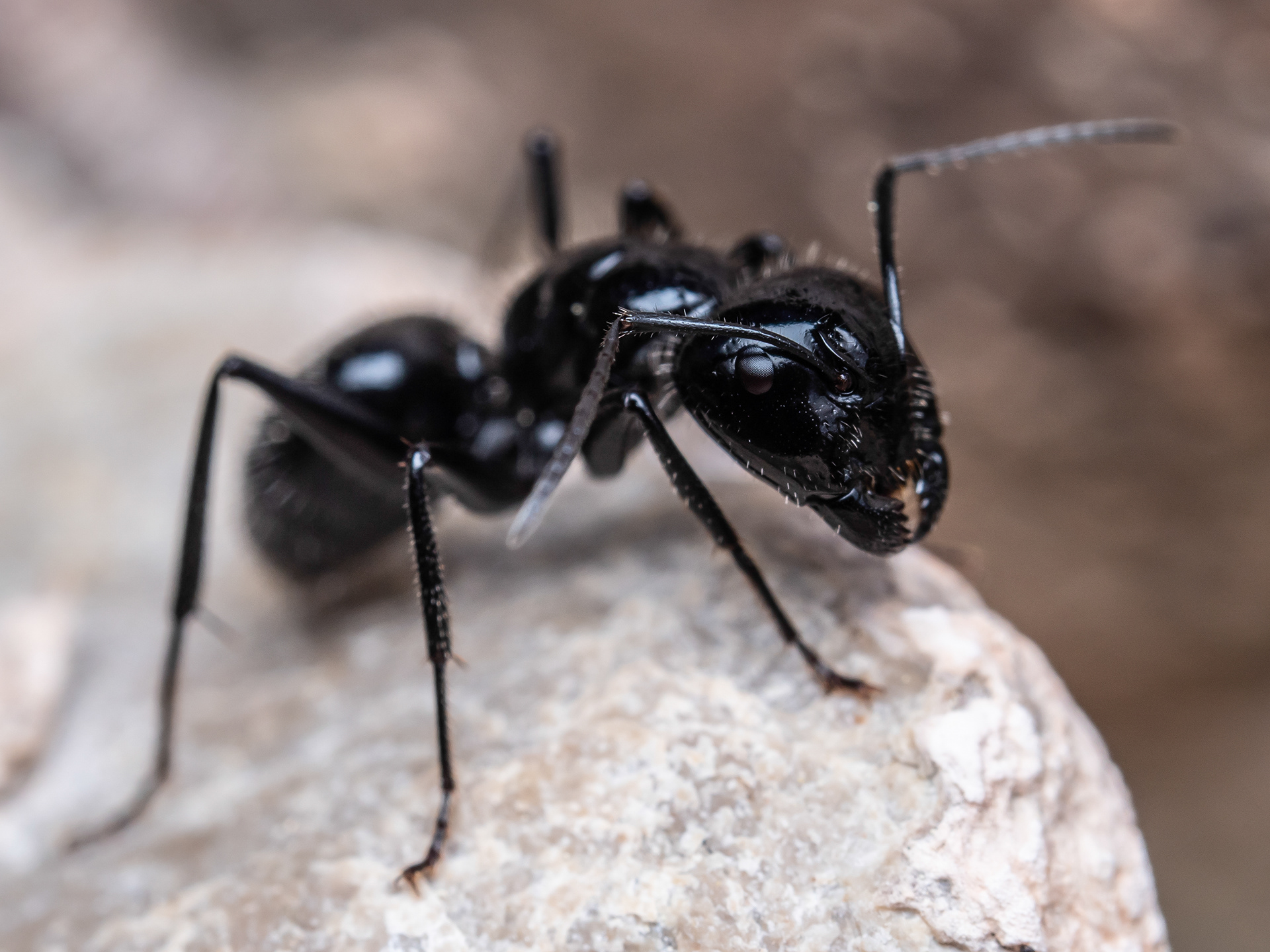 Carpenter Ant. CA.