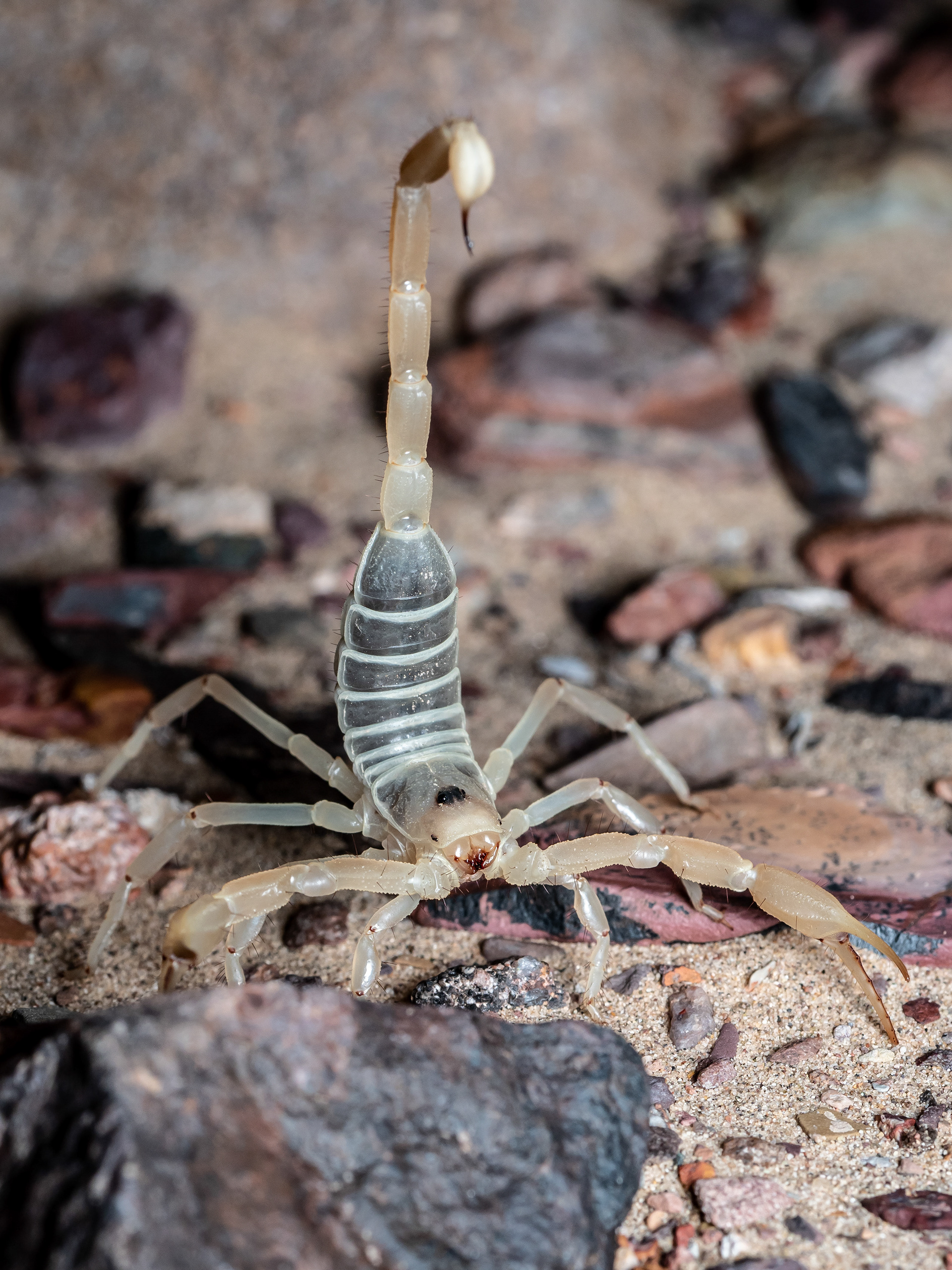 Desert Hairy Scorpion. CA.