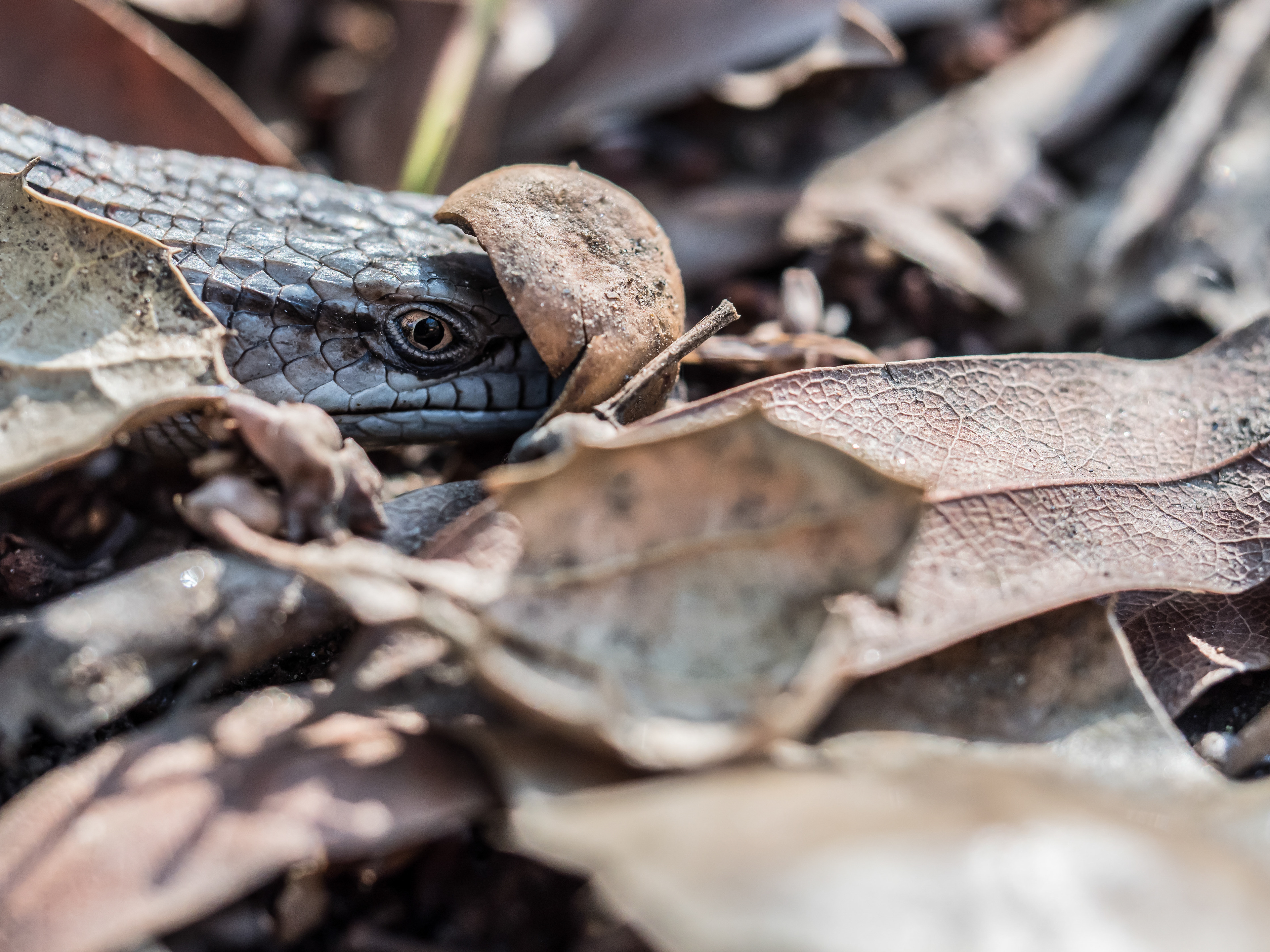 Southern Alligator Lizard. Riverside.