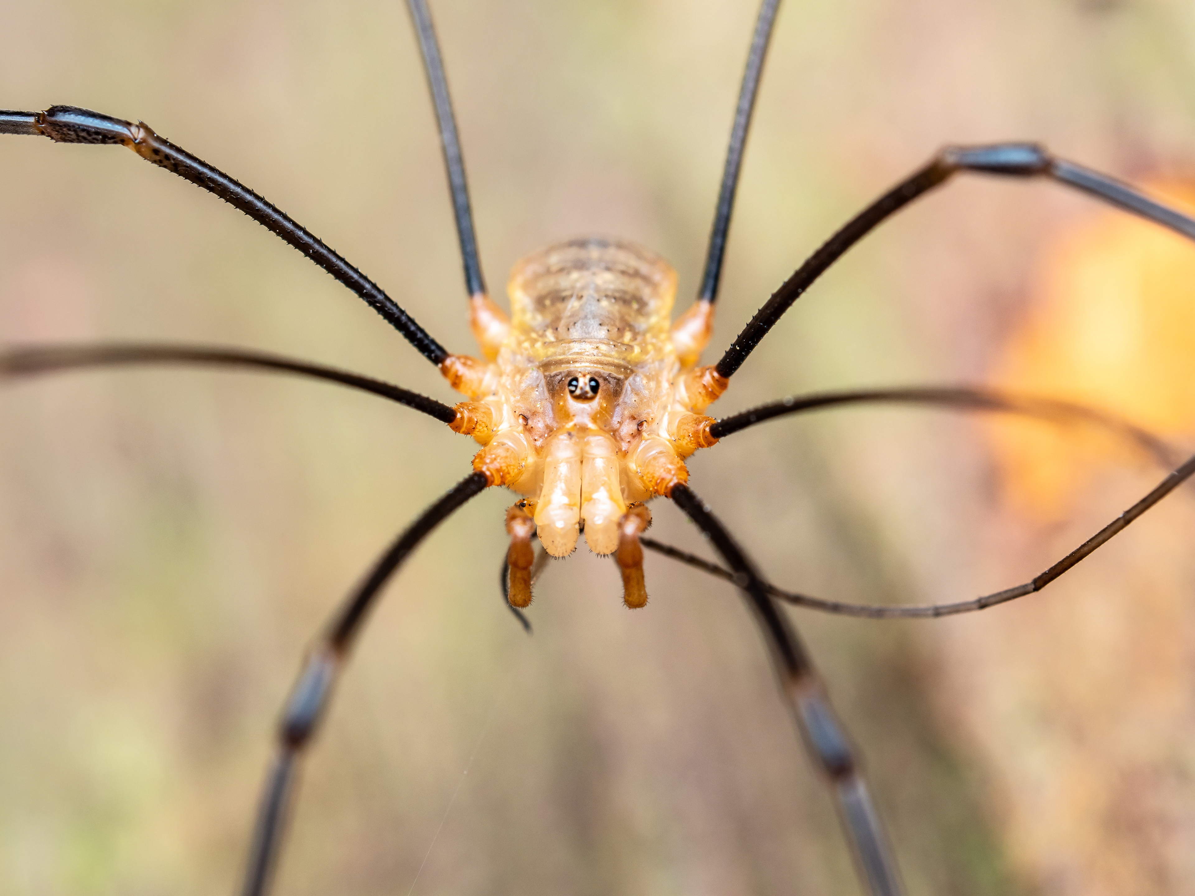 Harvestman. Near Carbis Bay, UK.
