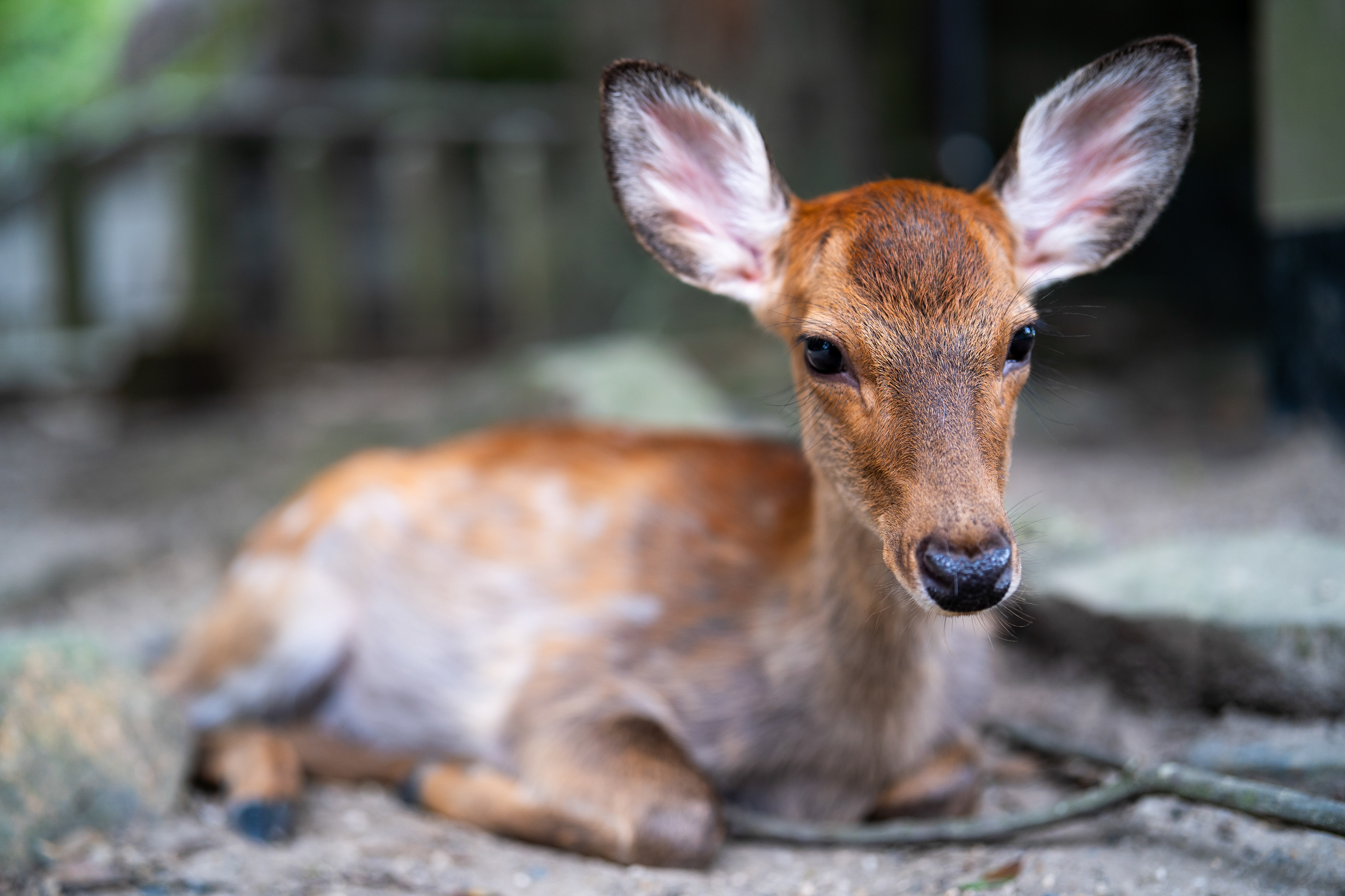 Sika deer. Nara.