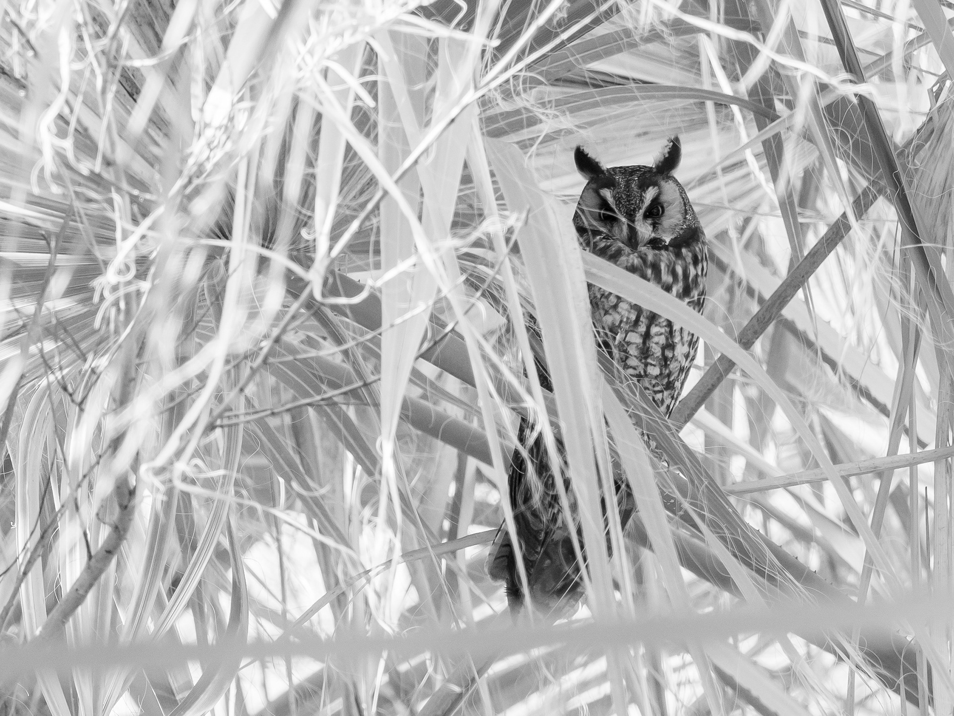 Longed-eared Owl. Coachella Valley.