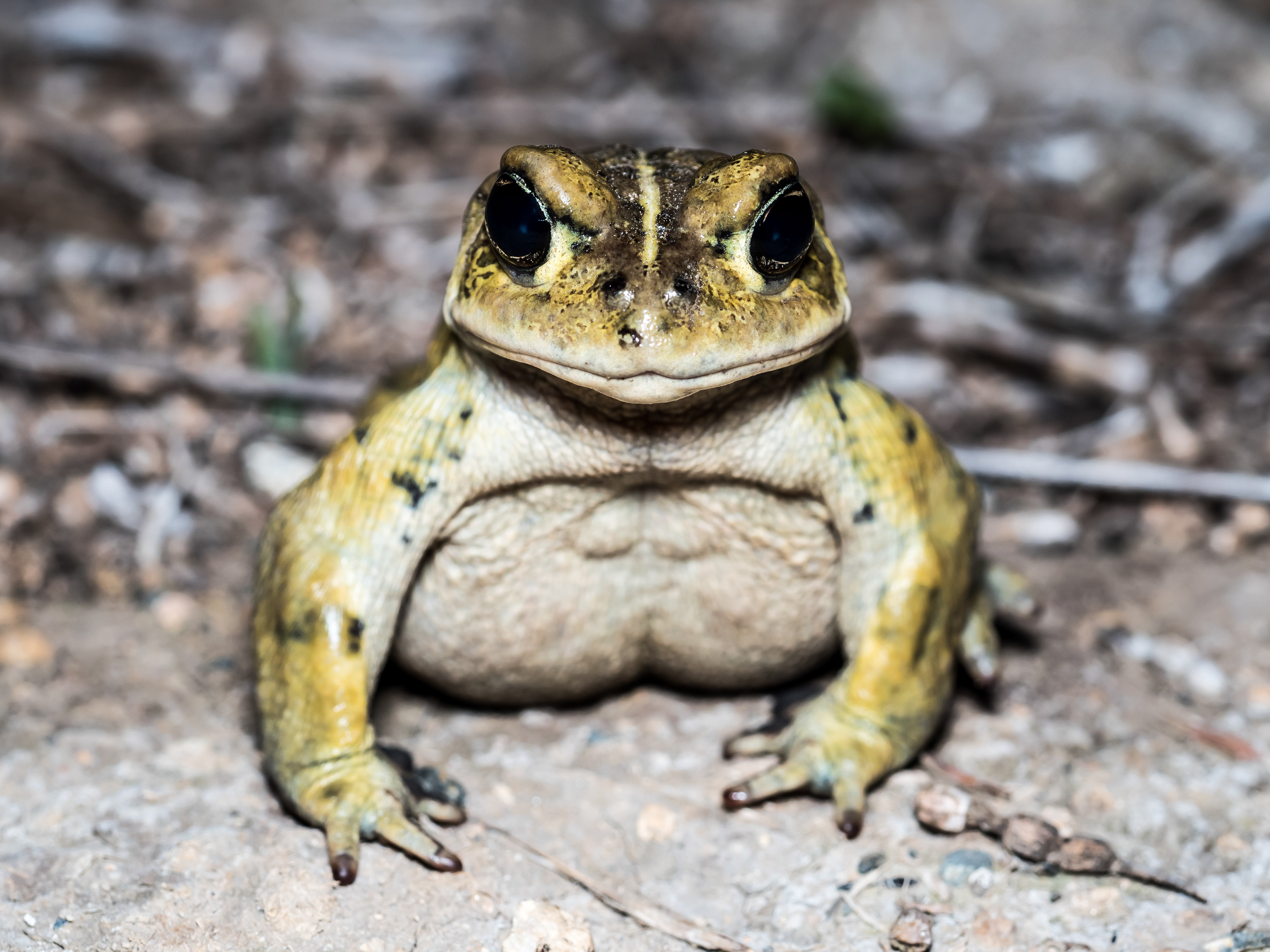 California Toad. Chino Hills State Park.