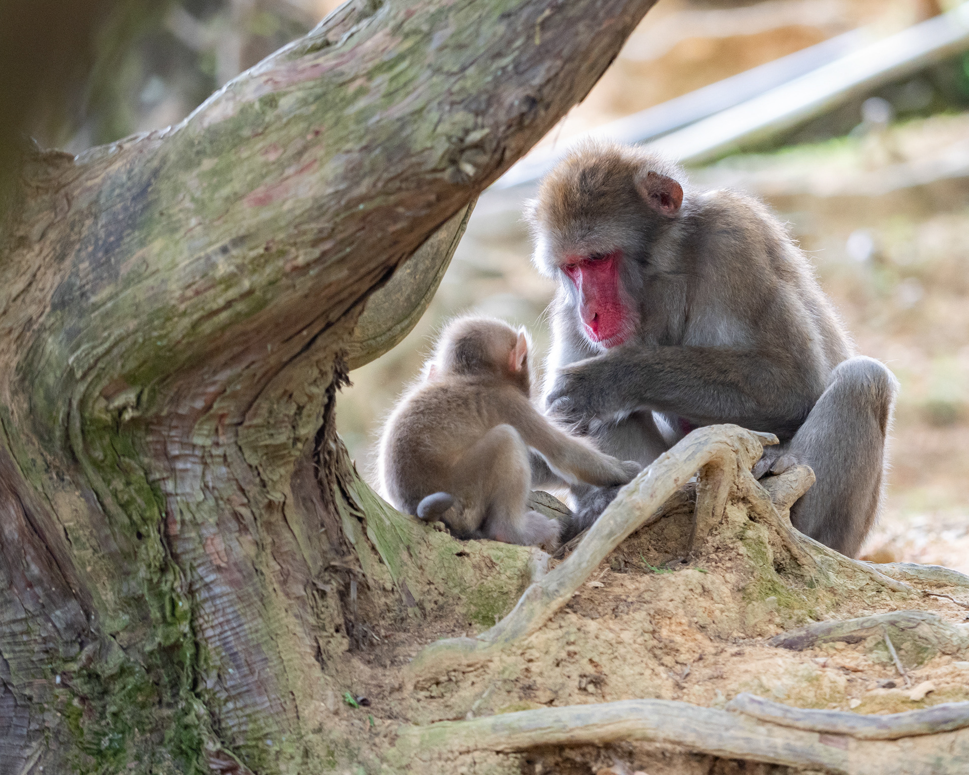 Japanese Macaques. Kyoto, Japan.