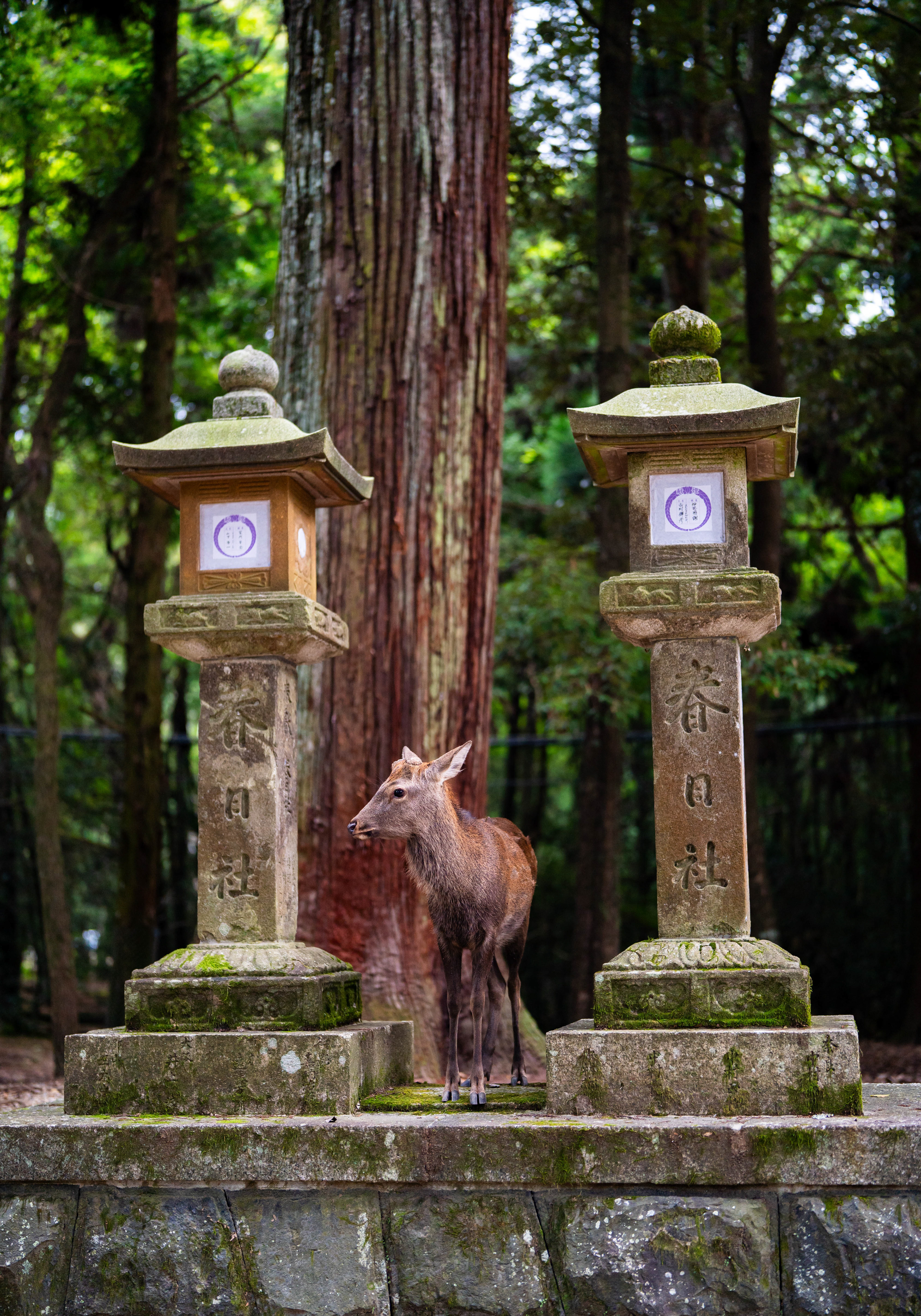 Nara.