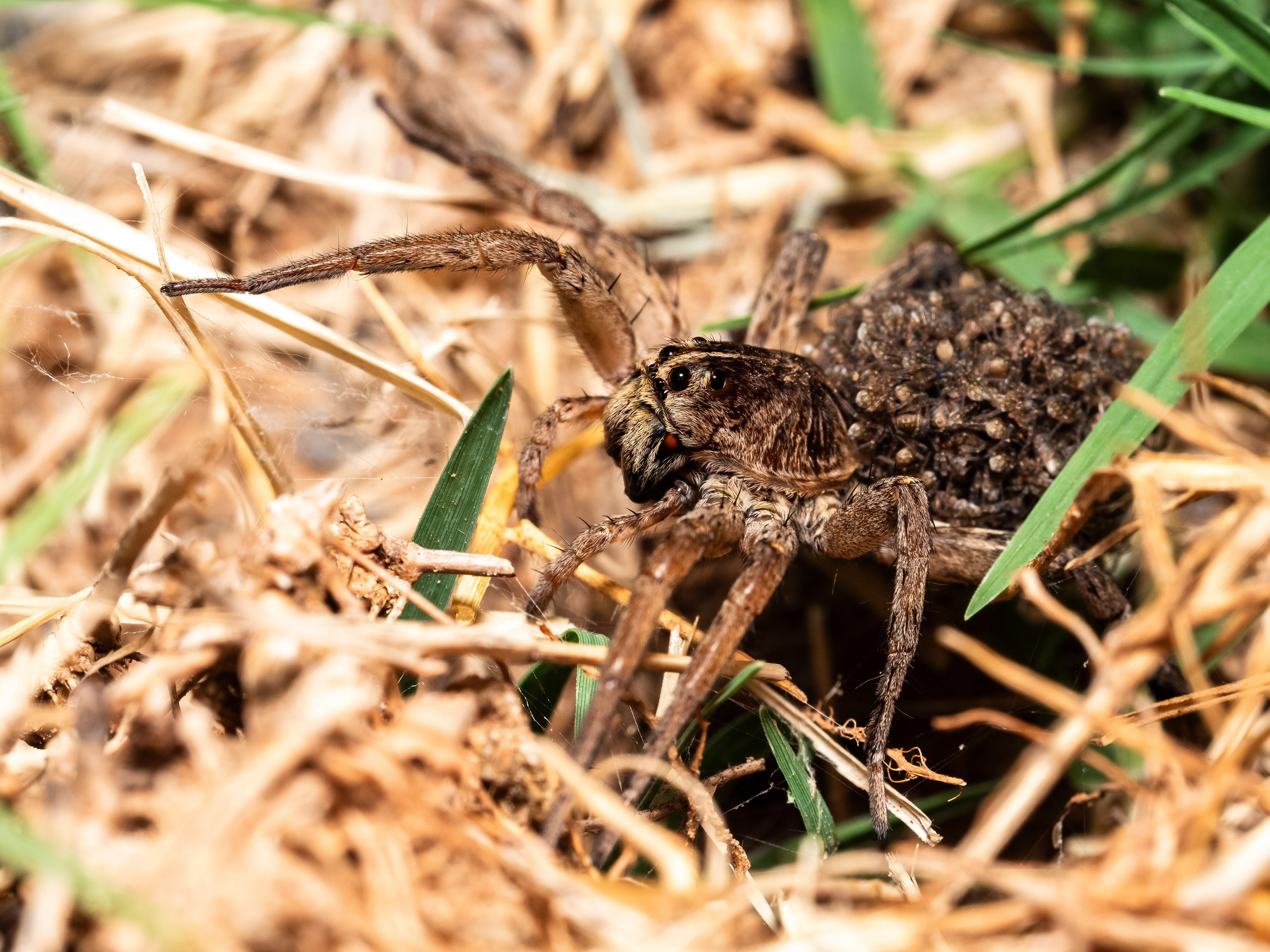Carolina Wolf Spider with hatchlings. OK.