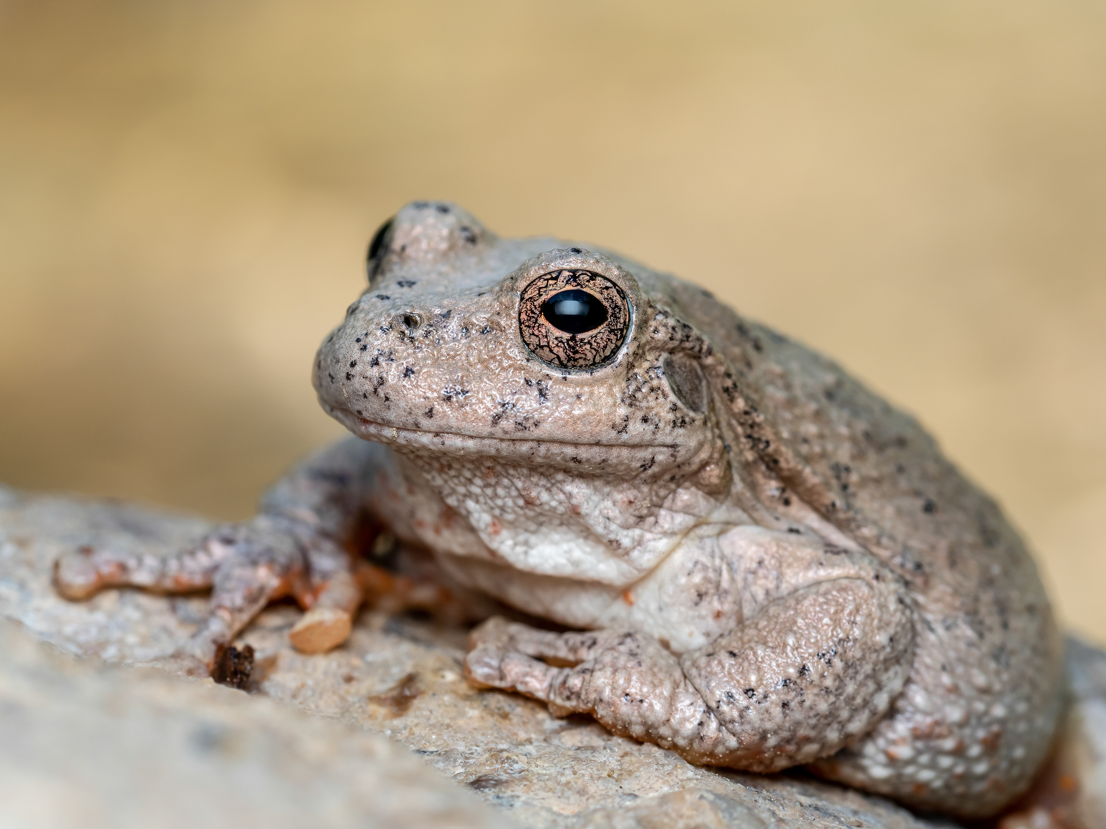 Canyon Tree Frog. Zion National Park, UT.
