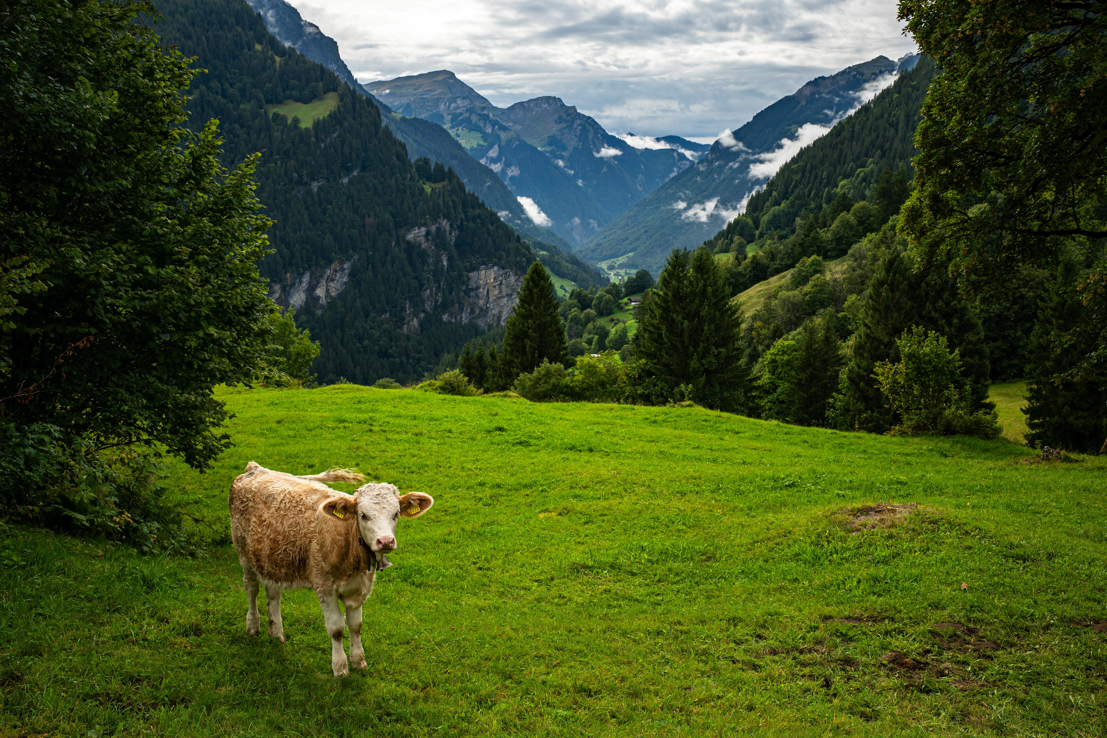 Grindelwald.