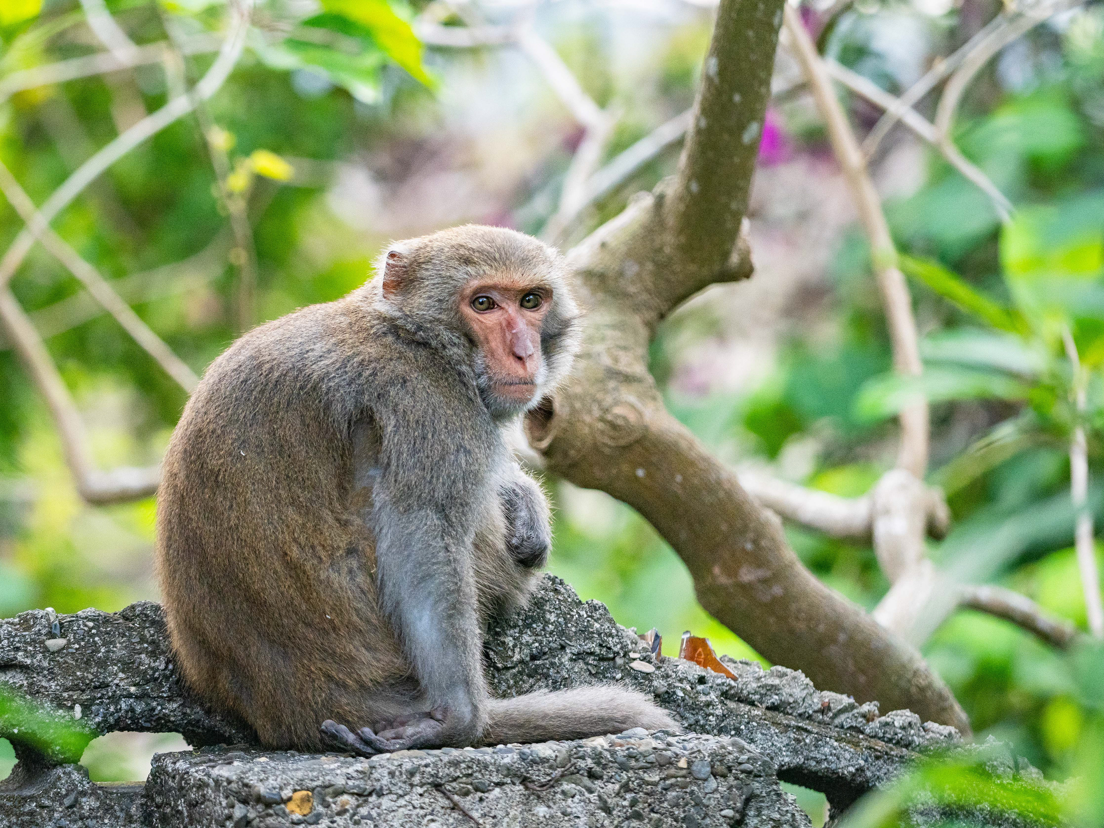 Formosan Rock Macaque. Kaohsiung.