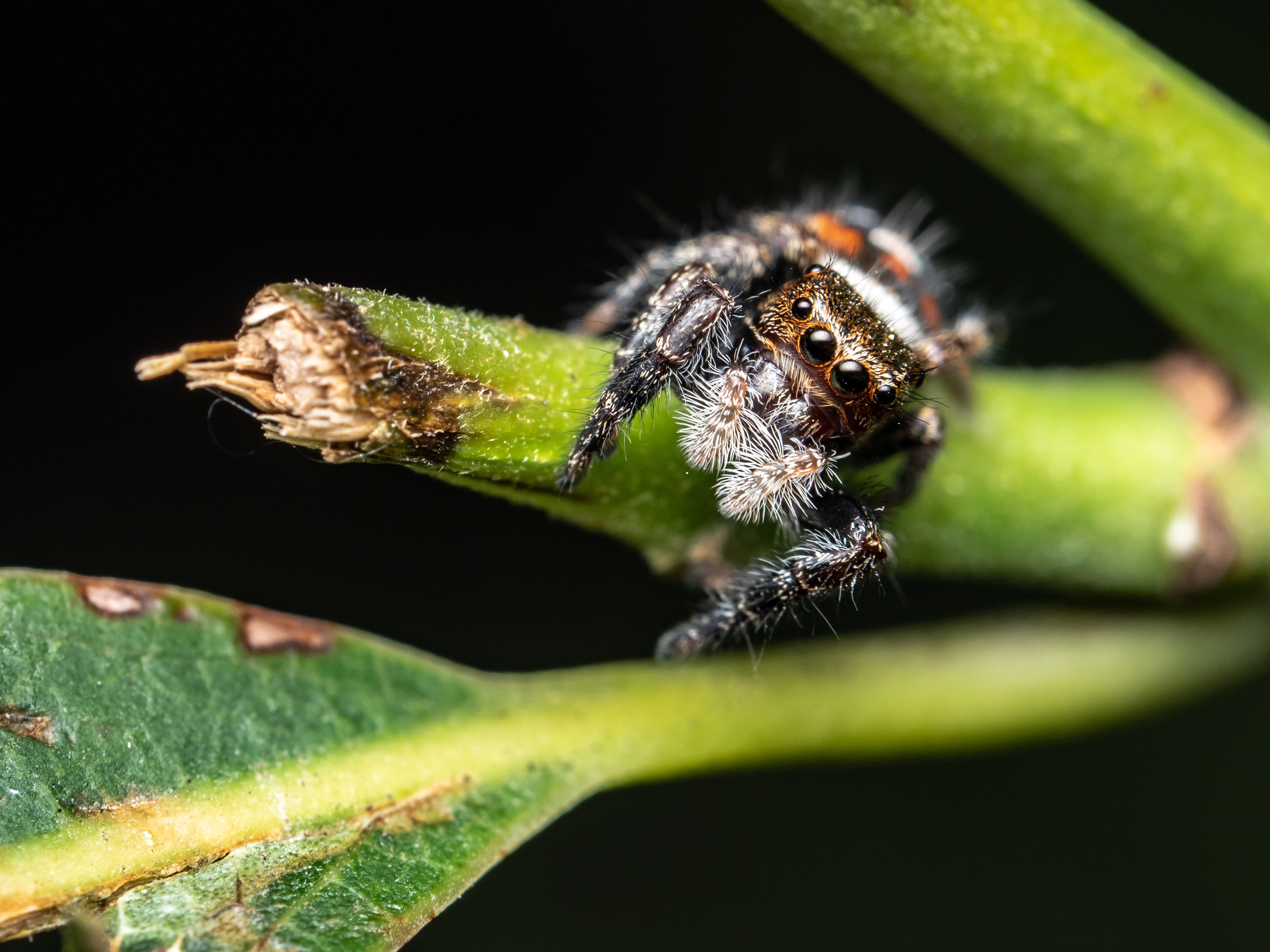 Phidippus Jumping Spider. CA.